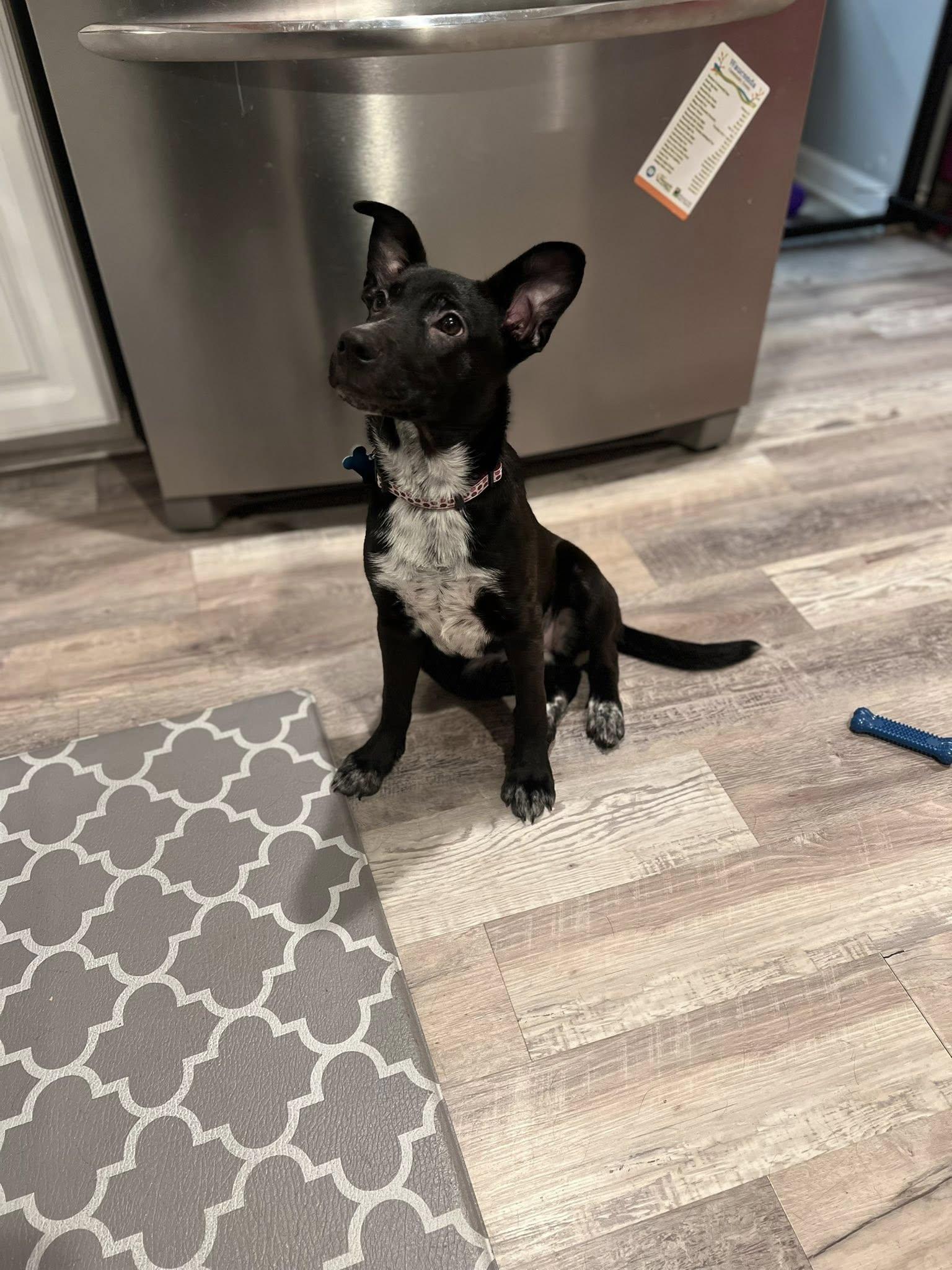 Mary, a Adoptable mixed breed in Batavia, IL image 4/5