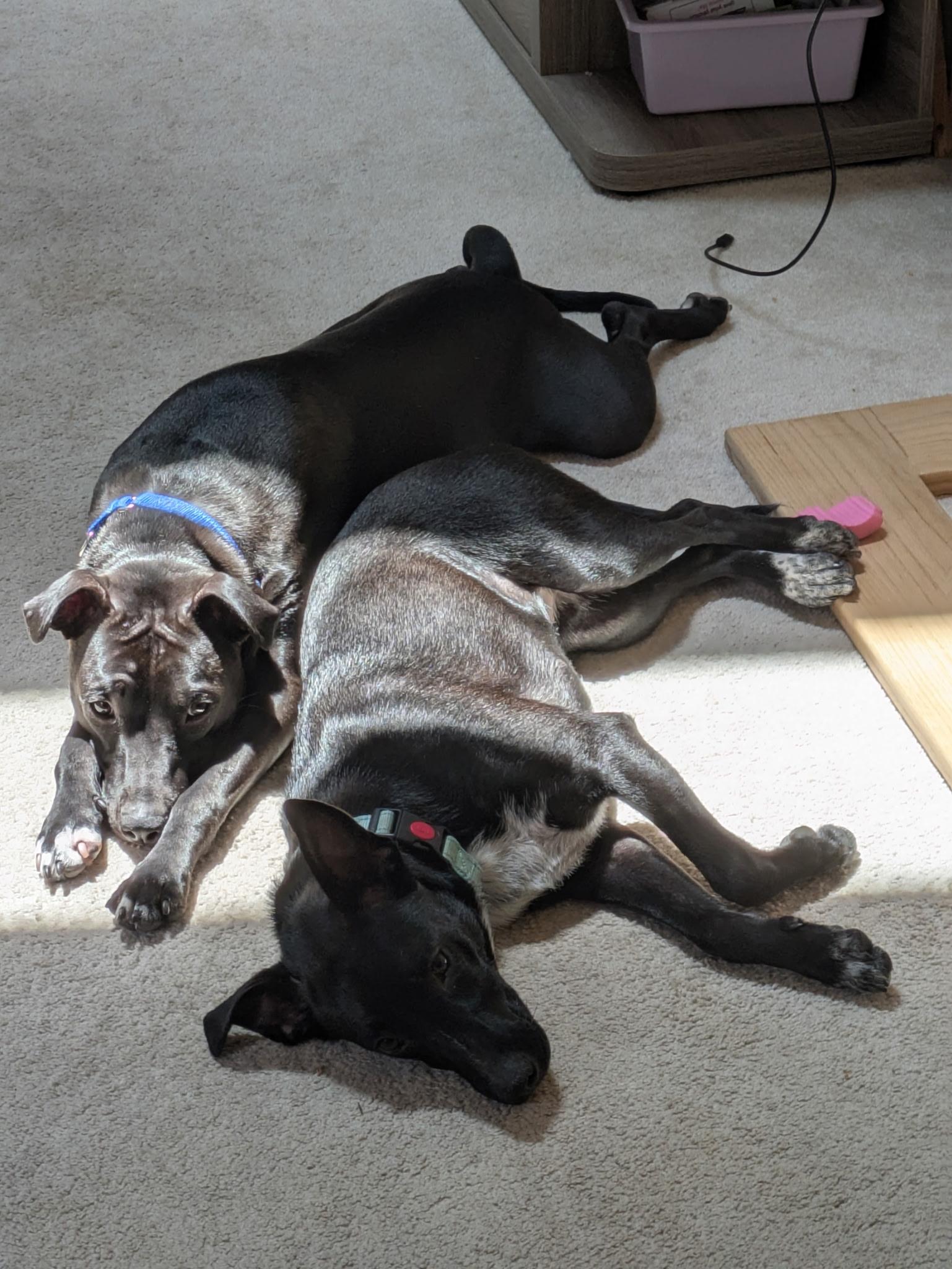 Mary, a Adoptable mixed breed in Batavia, IL image 3/5