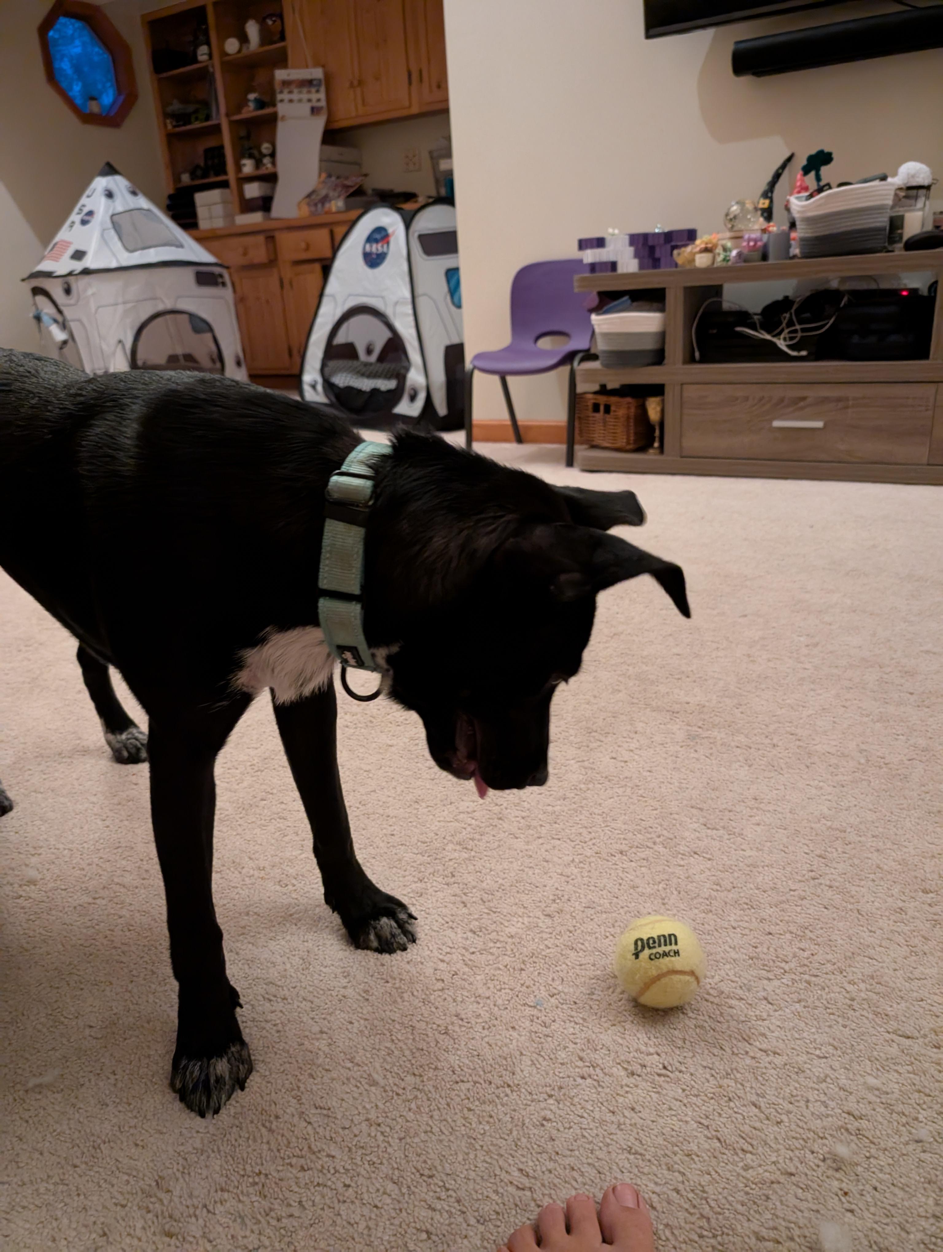 Mary, a Adoptable mixed breed in Batavia, IL image 5/5