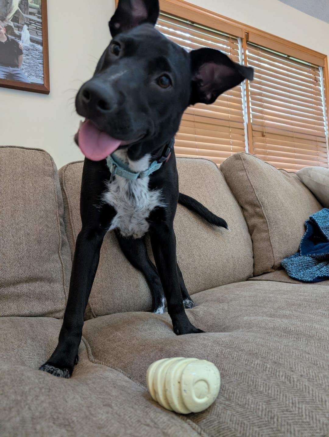 Enlarge Mary, a hold mixed breed in Plainfield, IL image 1/6