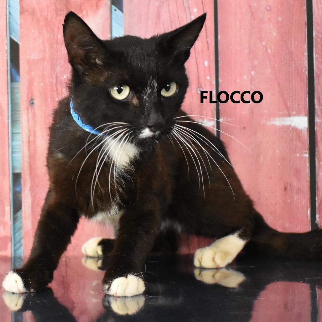 Flocco, Adoptable, Adult Male Domestic Short Hair.