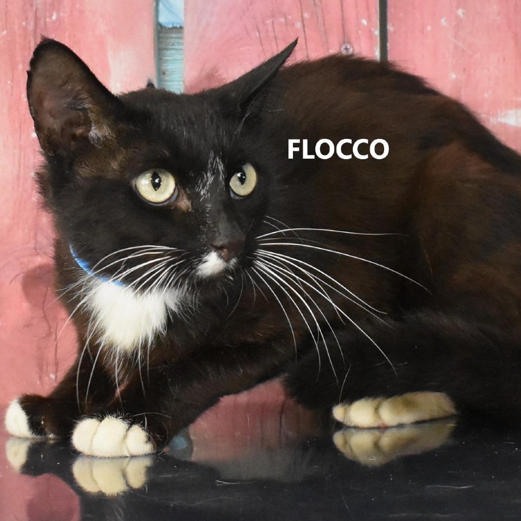 Enlarge Flocco, a Adoptable Domestic Short Hair in Yuma, AZ image 2/3