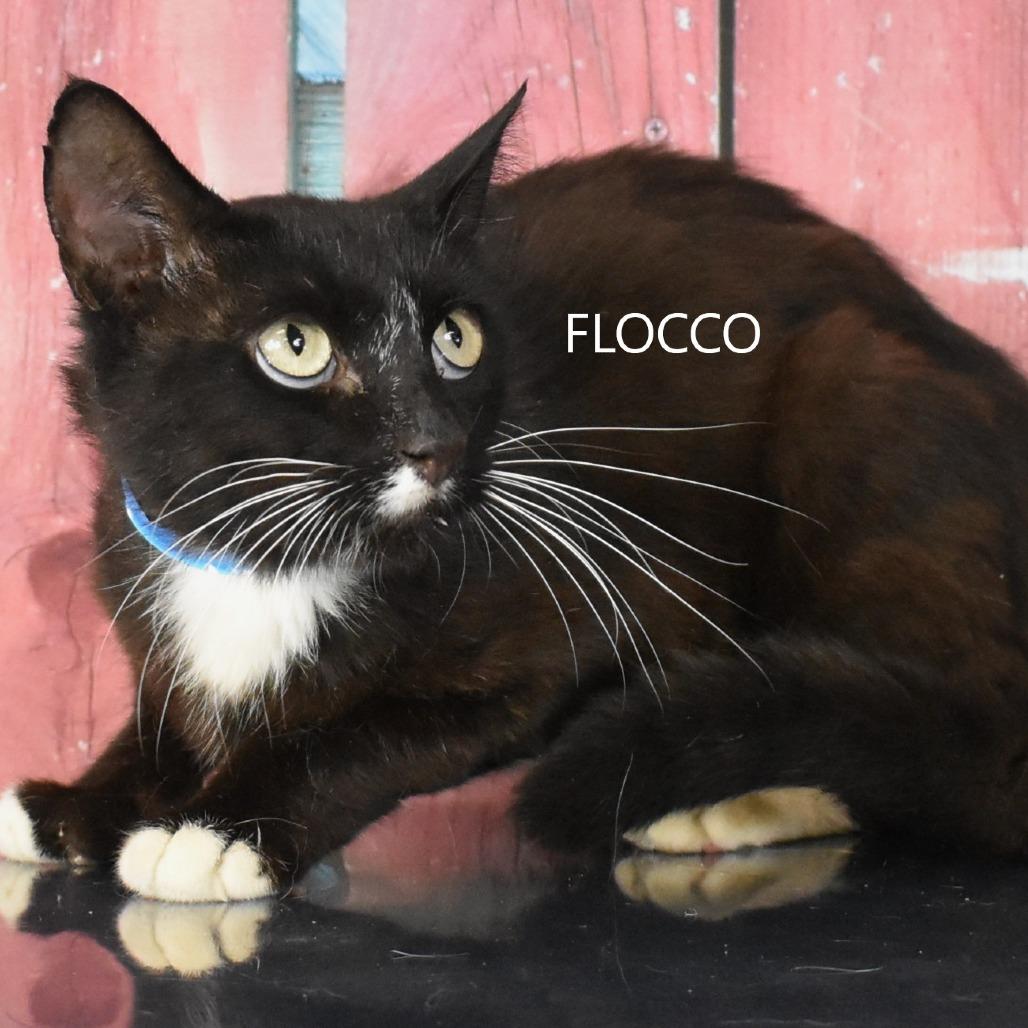 Enlarge Flocco, a Adoptable Domestic Short Hair in Yuma, AZ image 3/3
