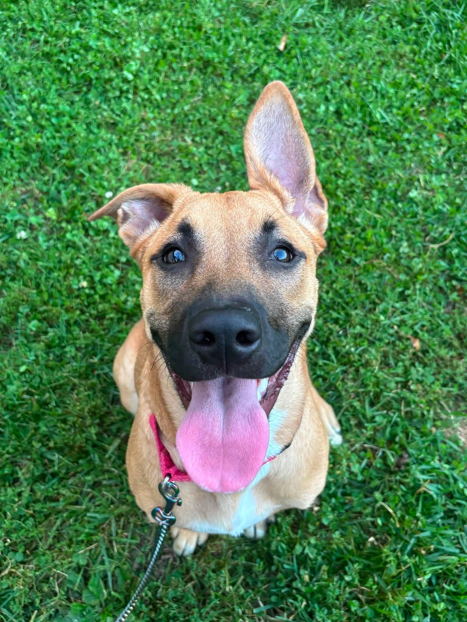 Calypso, adoptable, Young Female German Shepherd Dog.