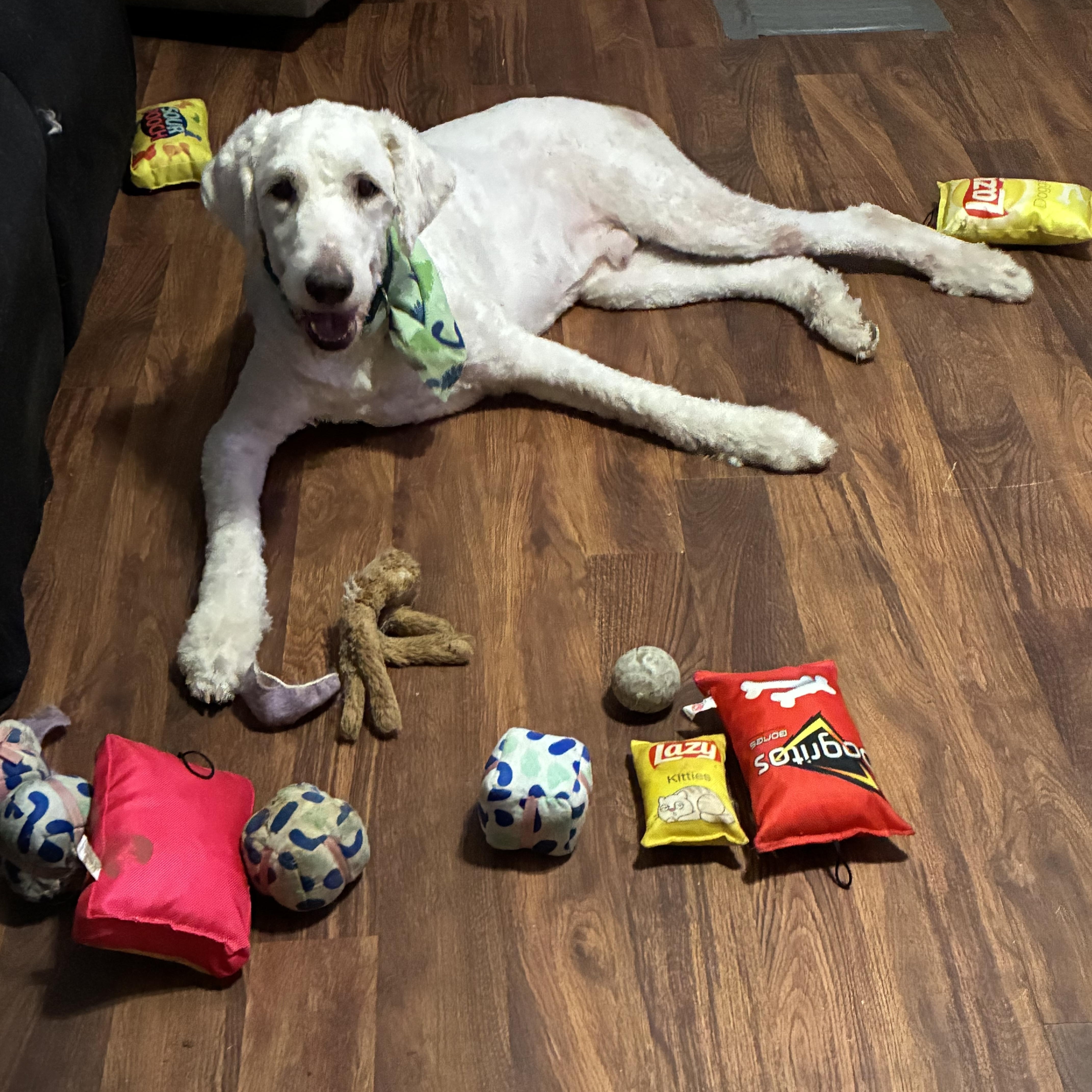Enlarge Obi, a Adopted mixed breed in Alvarado, TX image 2/3