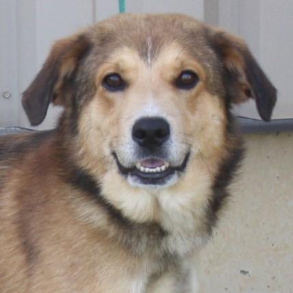 Swiffer, adopted, Adult Male Collie.