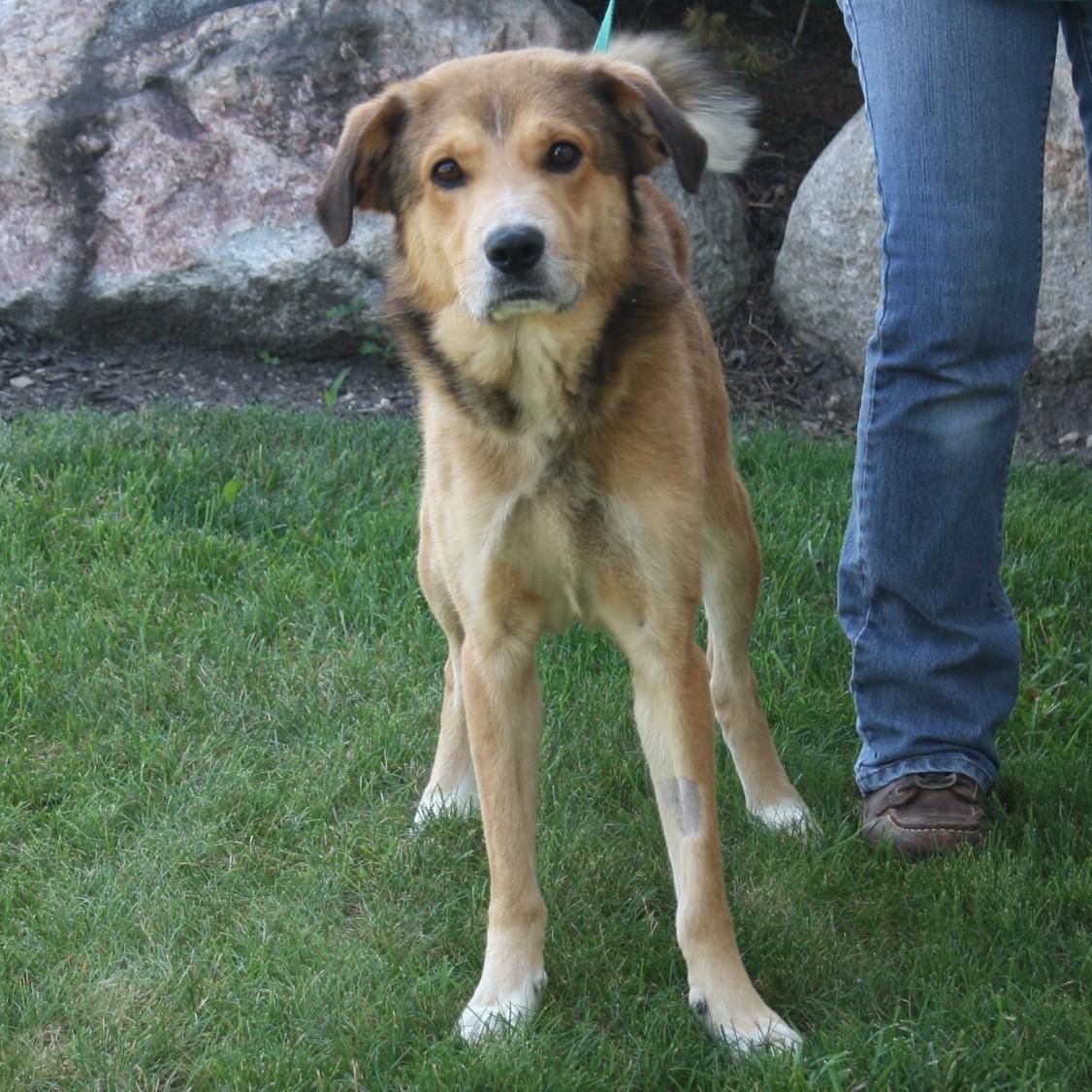 Swiffer, an adopted mixed breed in Eaton, OH image 5/6