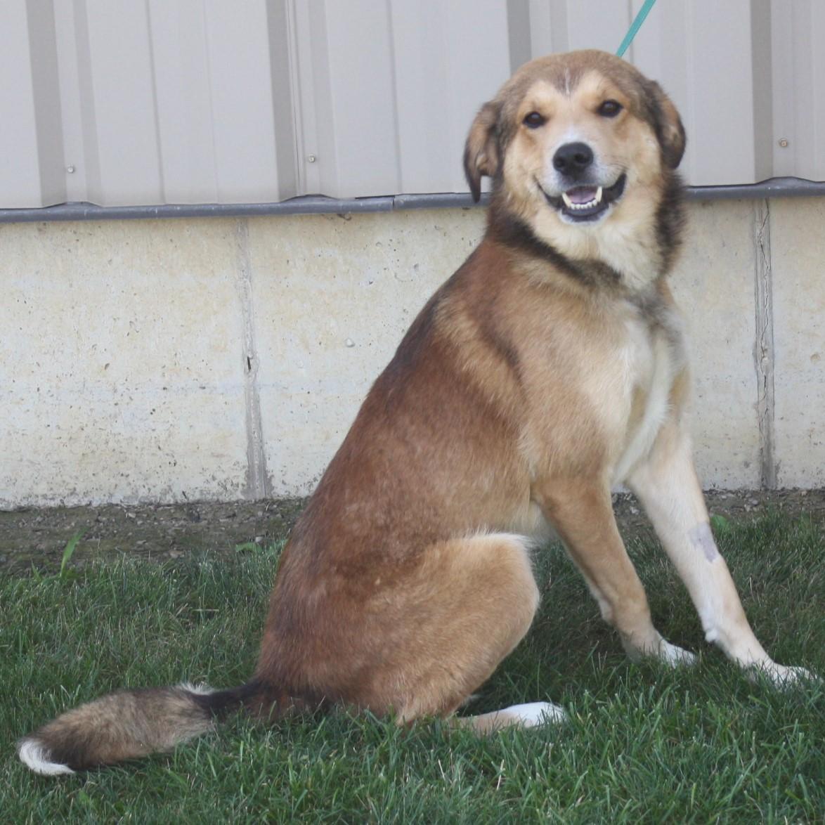 Swiffer, an adopted mixed breed in Eaton, OH image 4/6