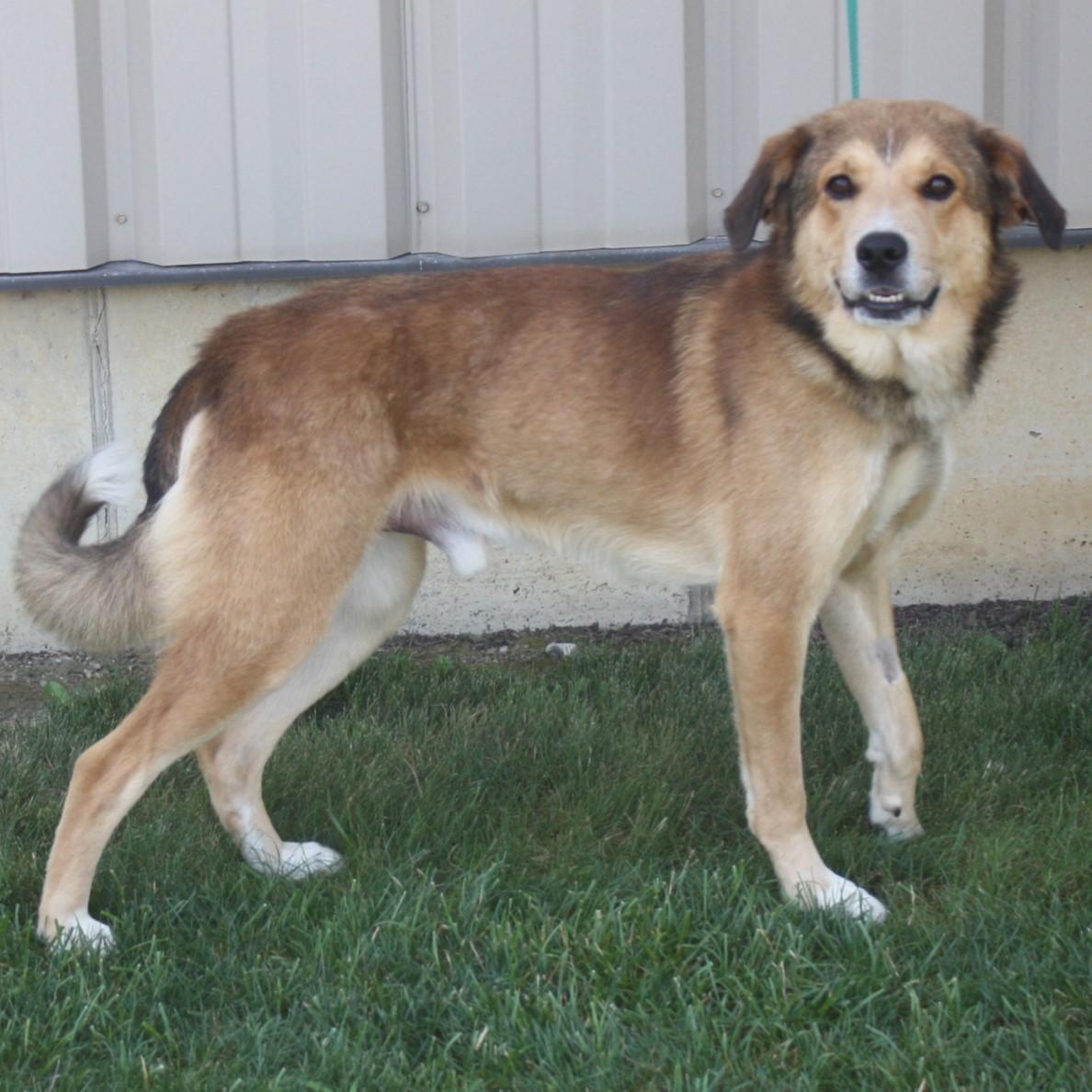 Swiffer, an adopted mixed breed in Eaton, OH image 2/6