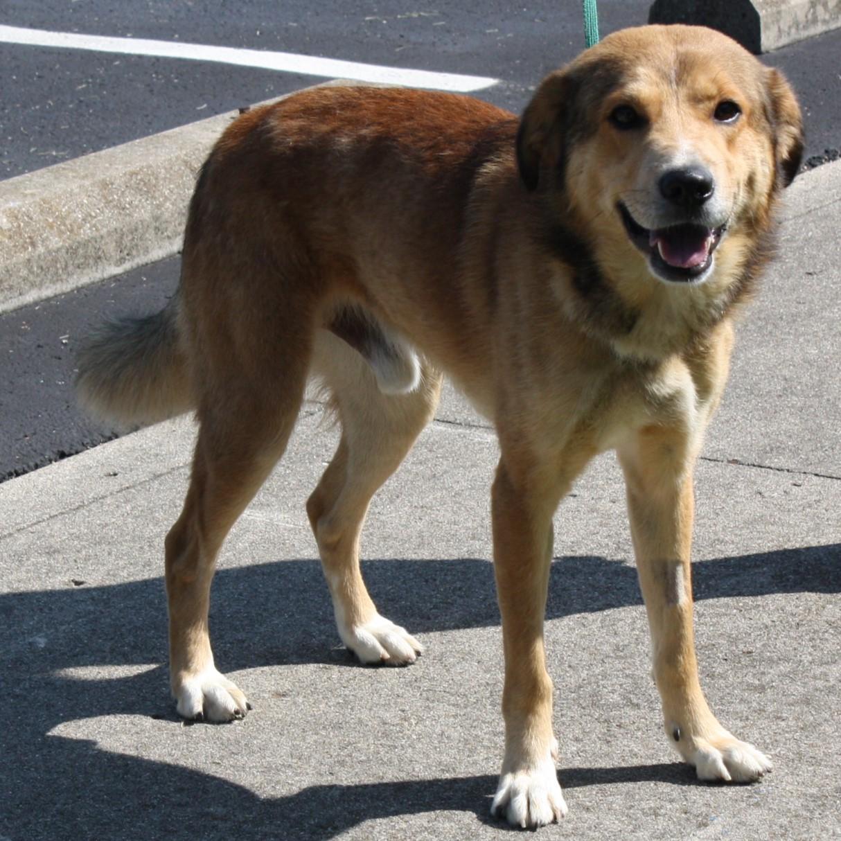Swiffer, an adopted mixed breed in Eaton, OH image 3/6