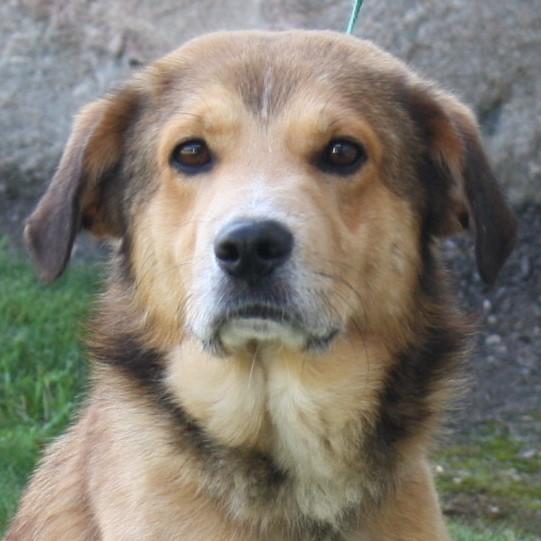 Swiffer, an adopted mixed breed in Eaton, OH image 6/6
