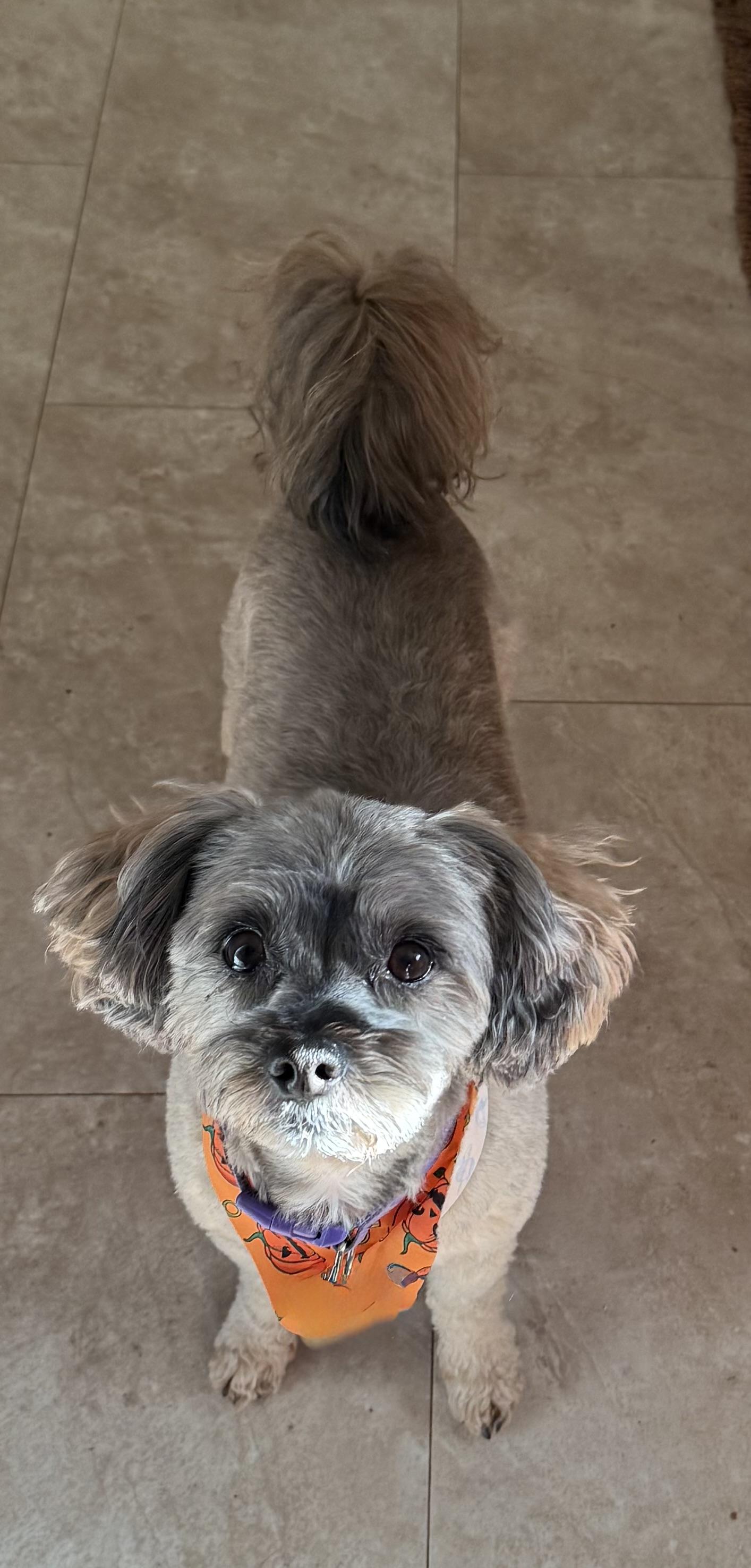 Enlarge Peanut, a Adoptable Yorkie Poo in Yadkinville, NC image 5/6