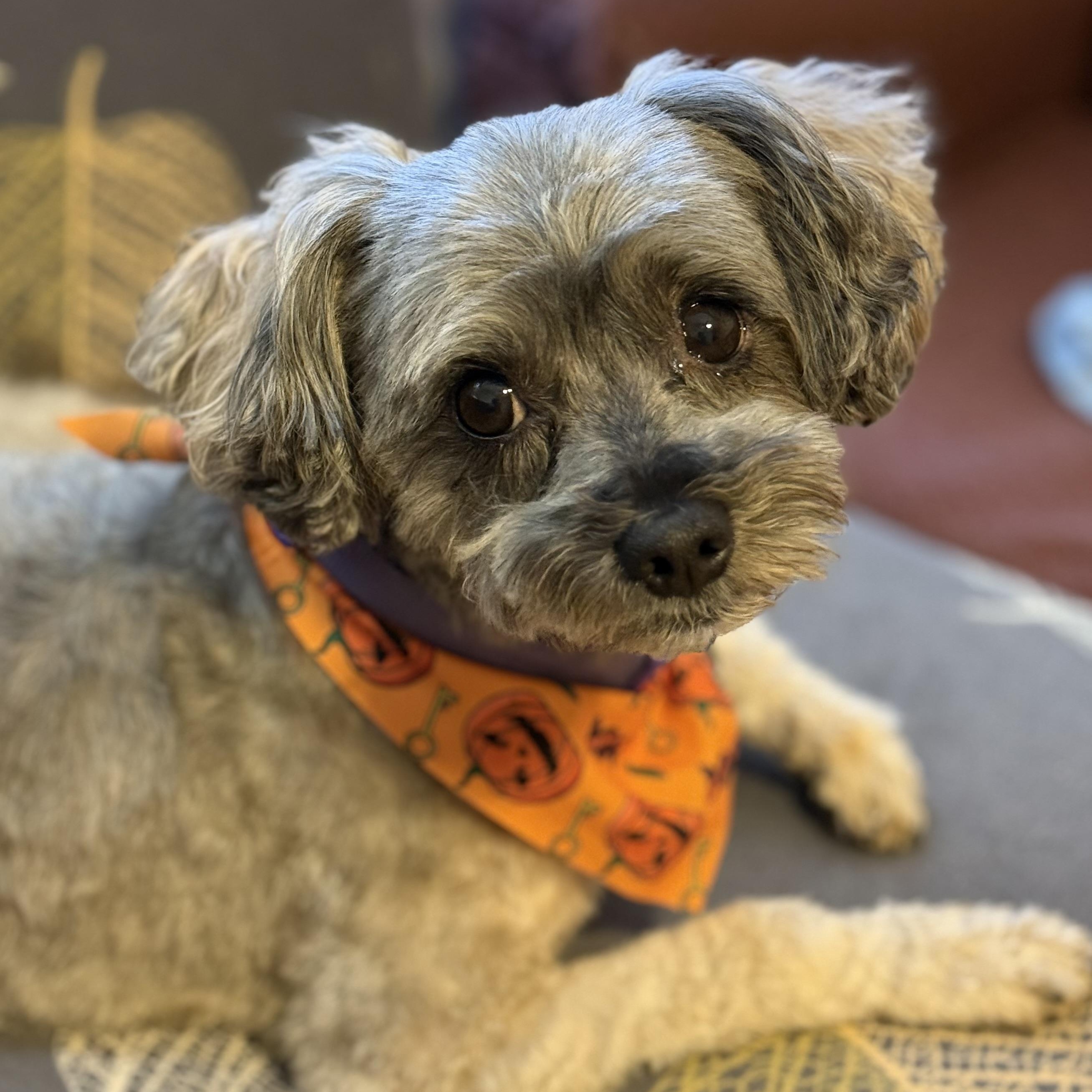 Enlarge Peanut, a Adoptable Yorkie Poo in Yadkinville, NC image 2/6