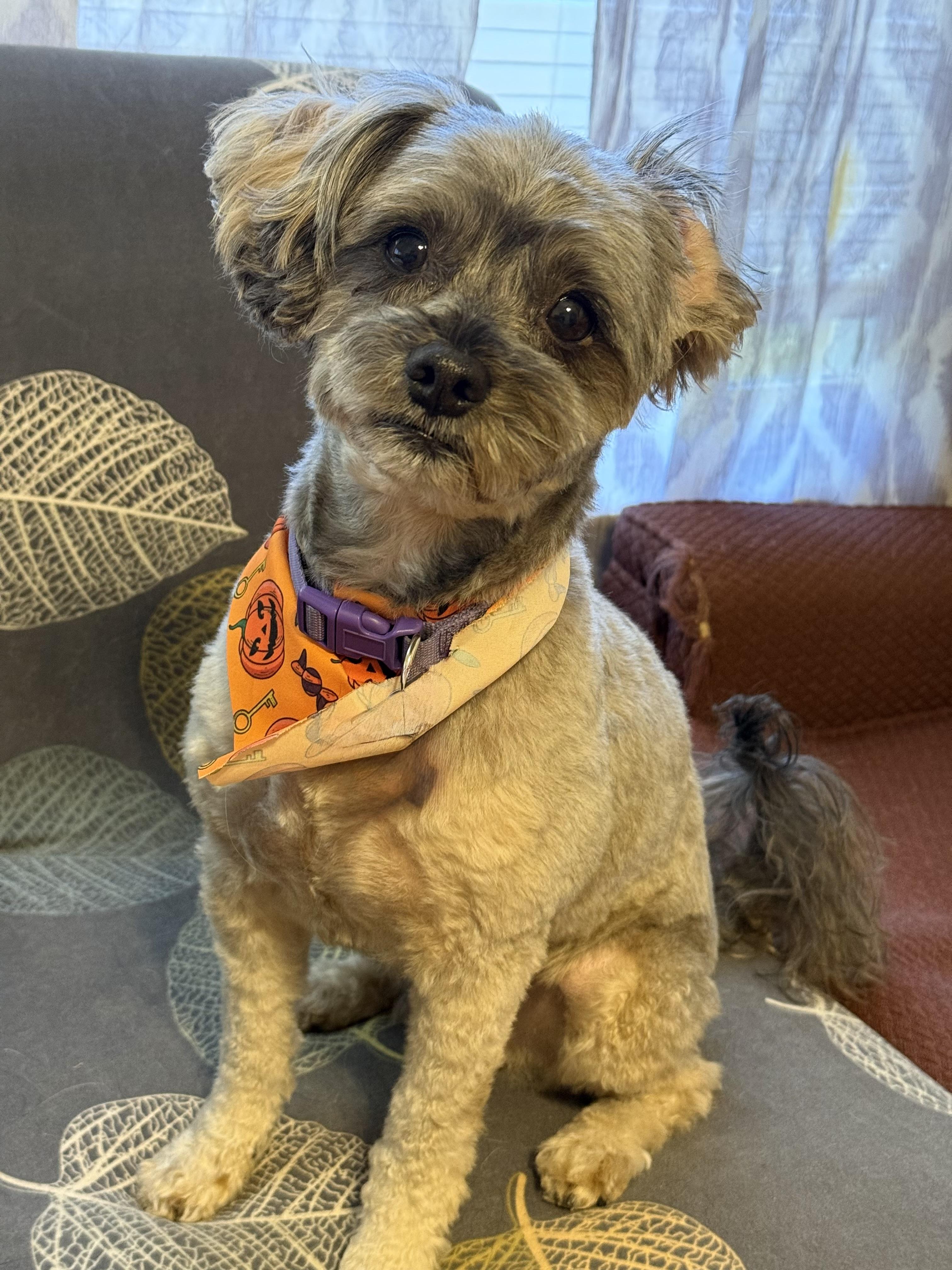 Enlarge Peanut, a Adoptable Yorkie Poo in Yadkinville, NC image 3/6