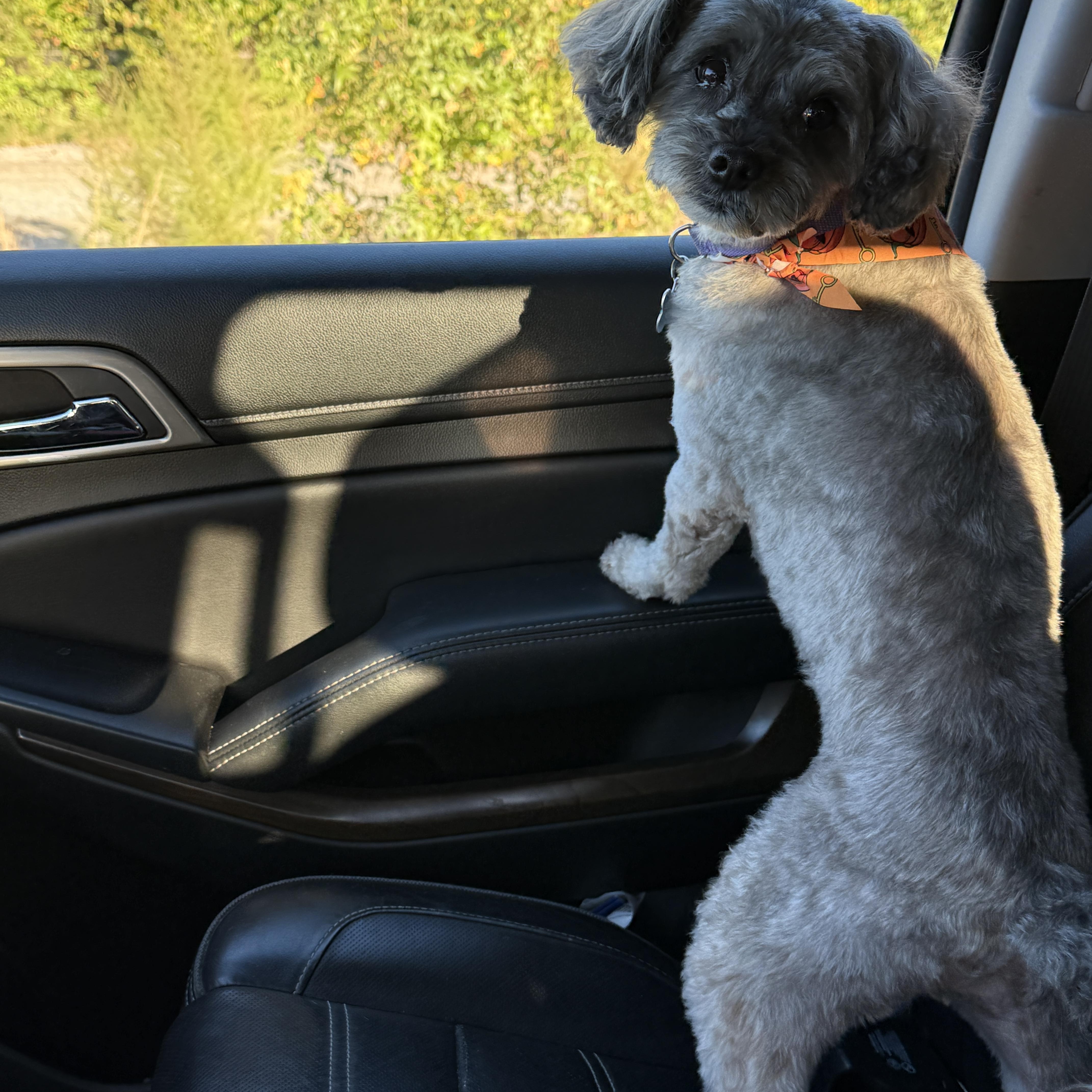 Enlarge Peanut, a Adoptable Yorkie Poo in Yadkinville, NC image 4/6