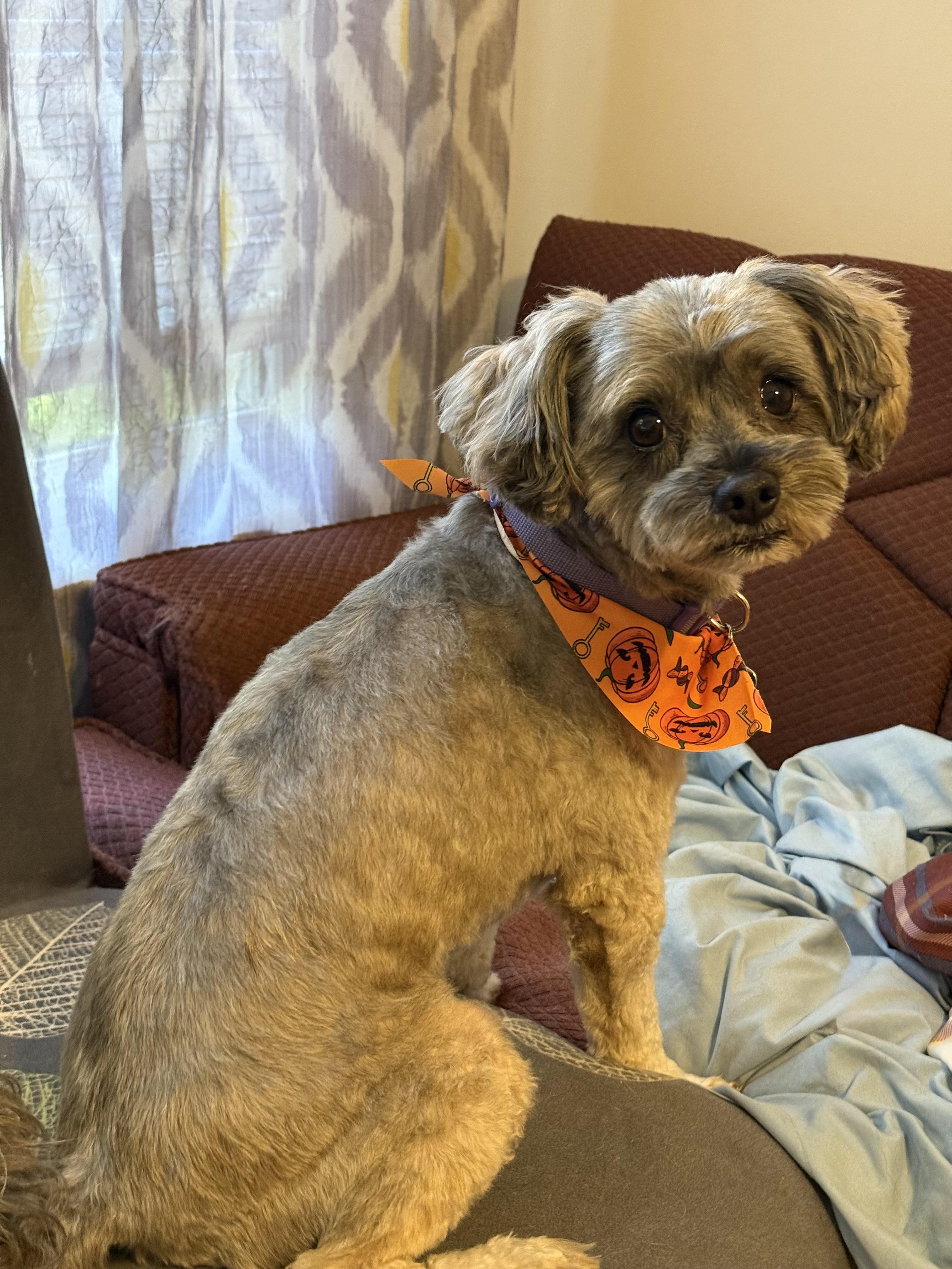 Enlarge Peanut, a Adoptable Yorkie Poo in Yadkinville, NC image 6/6