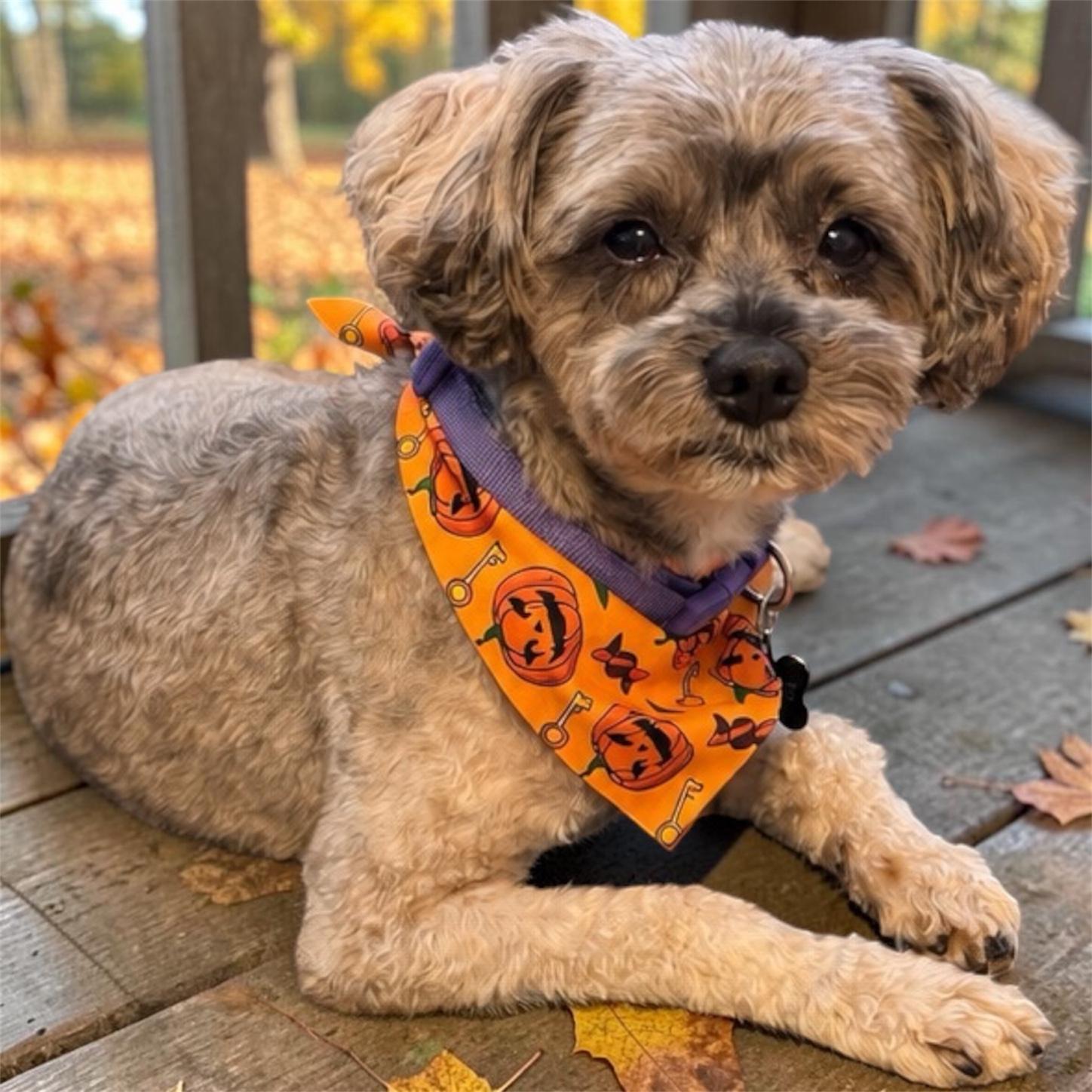Peanut, Adoptable, Adult Male Yorkie Poo.