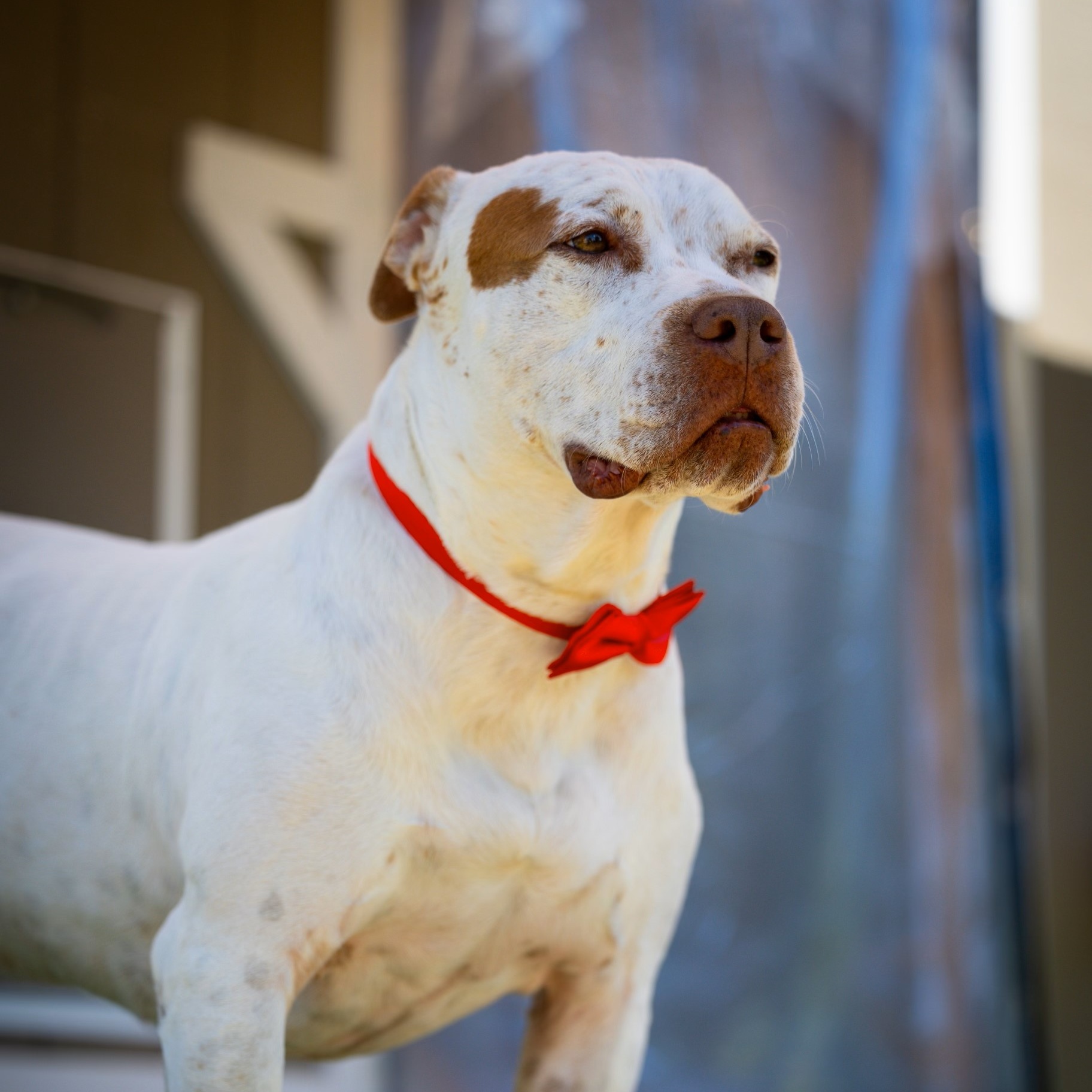 Linus, a Adoptable mixed breed in Bethesda, MD image 4/5