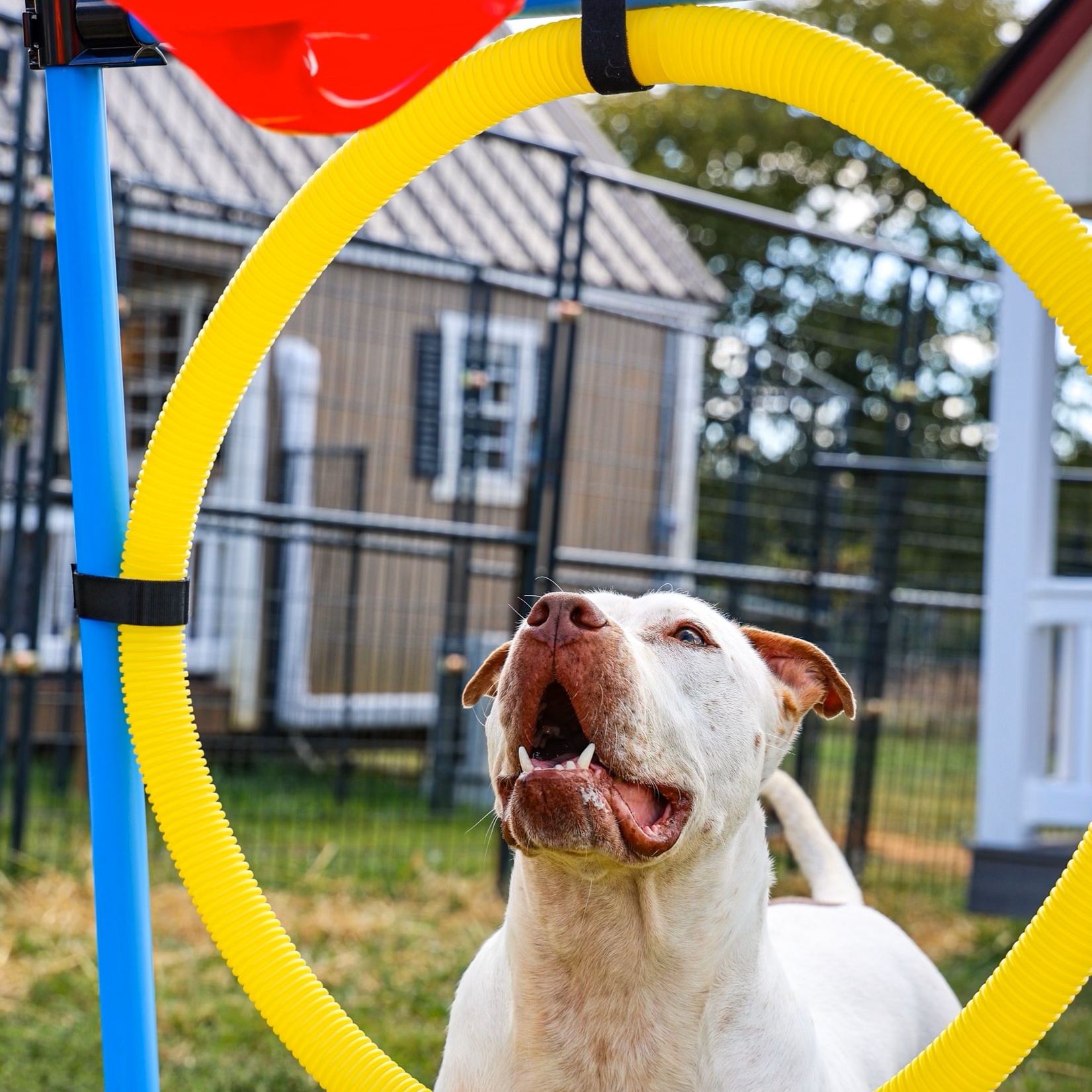 Linus, a Adoptable mixed breed in Bethesda, MD image 3/5