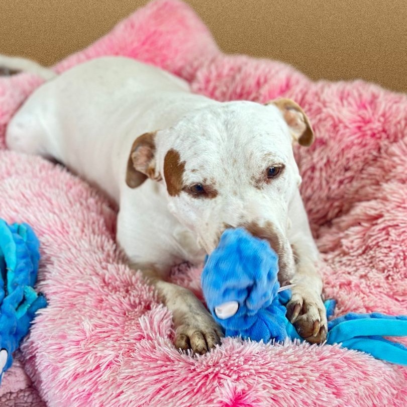 Linus, a Adoptable mixed breed in Bethesda, MD image 2/5