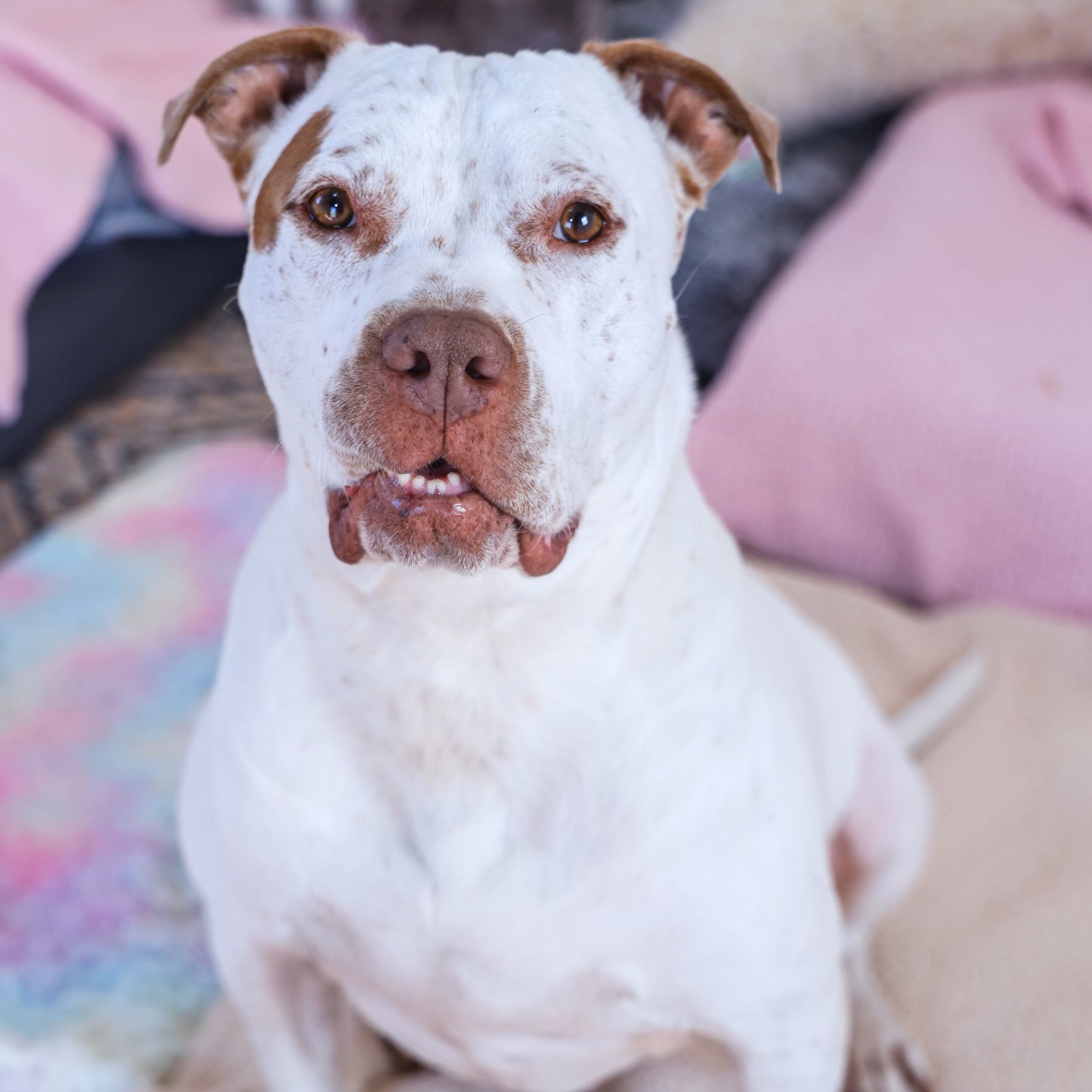 Linus, a Adoptable mixed breed in Bethesda, MD image 1/5