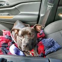 Chloe, Adopted, Young Female Pit Bull Terrier & Pug.