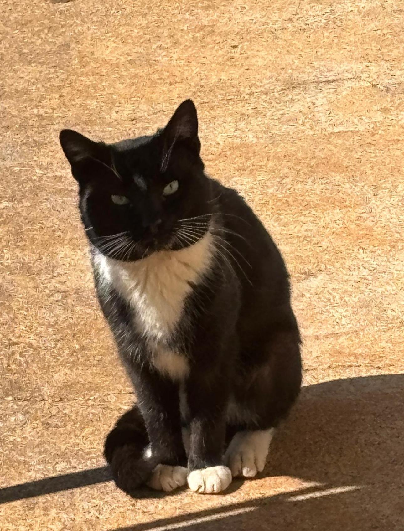 Enlarge Cesar, a Adopted Domestic Short Hair in Greensboro, NC image 1/1
