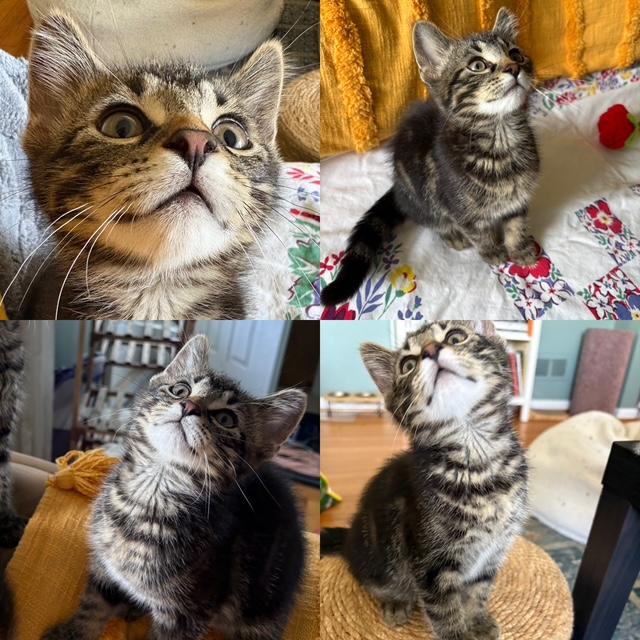 Matinee - Adopted 6/13/26, adopted, Kitten Male Tabby.