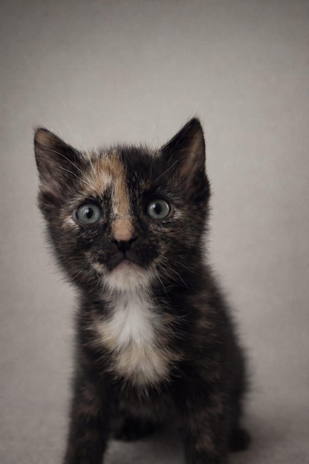 Enlarge Raveena , an adopted Domestic Short Hair in Miami, FL image 1/1