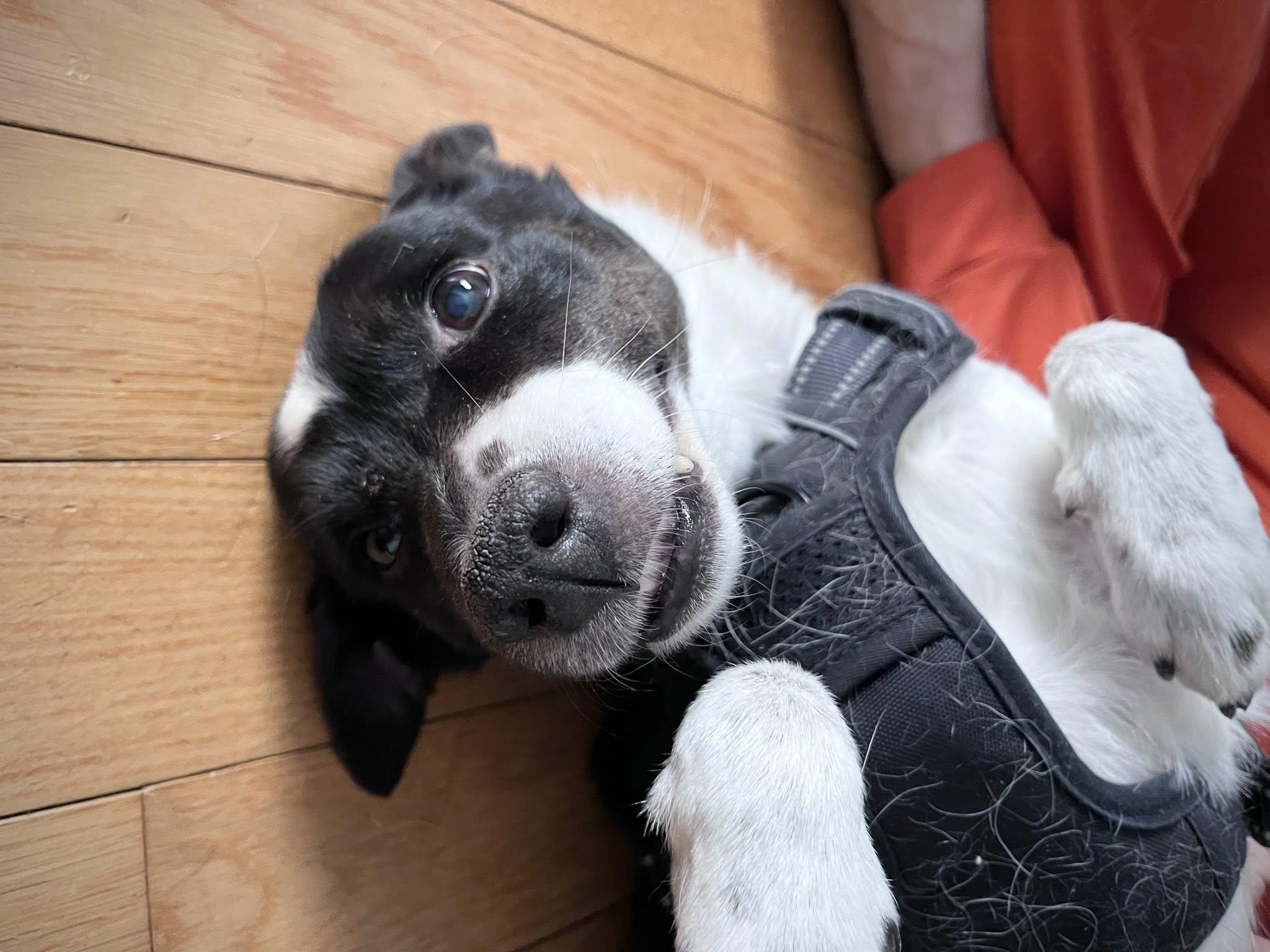 Enlarge Lucy, a ADOPTABLE mixed breed in Derby, NY image 6/6