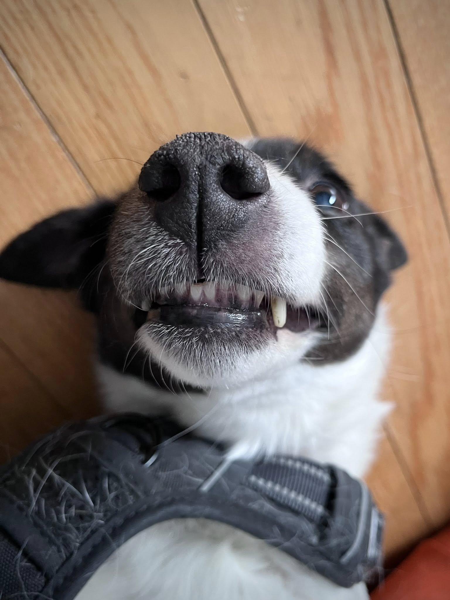 Enlarge Lucy, a ADOPTABLE mixed breed in Derby, NY image 4/6