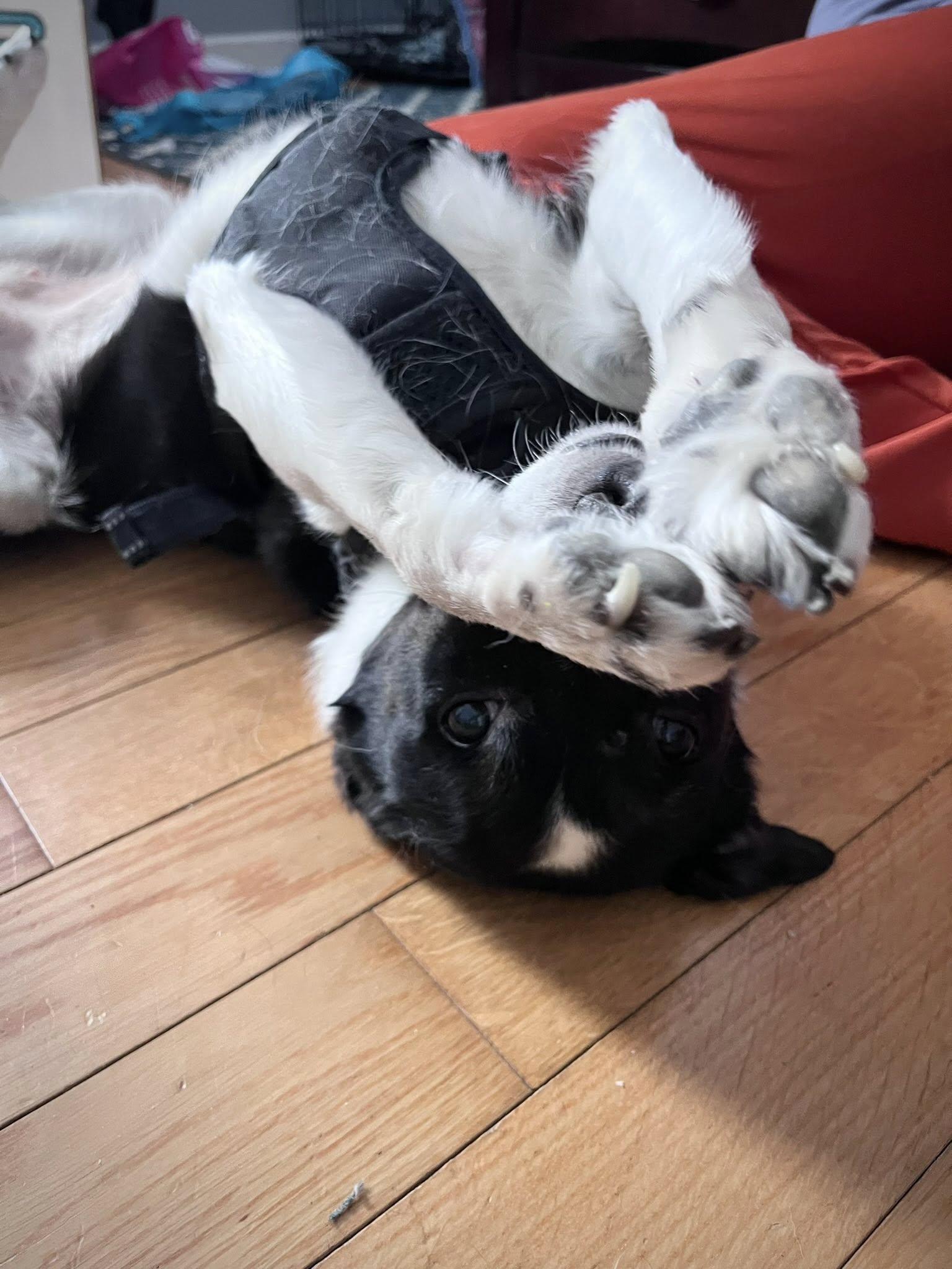 Enlarge Lucy, a ADOPTABLE mixed breed in Derby, NY image 2/6