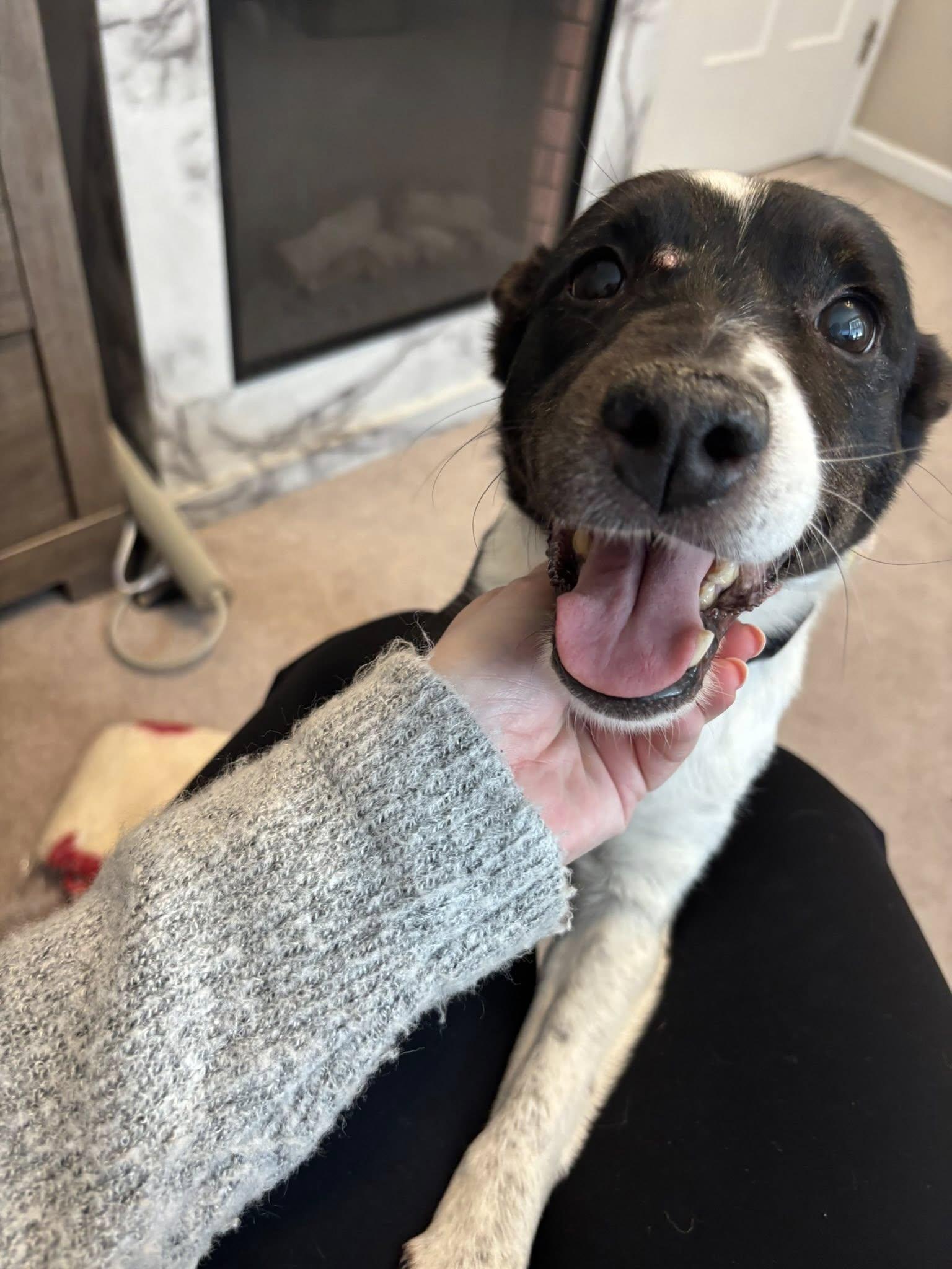 Enlarge Lucy, a ADOPTABLE mixed breed in Derby, NY image 5/6