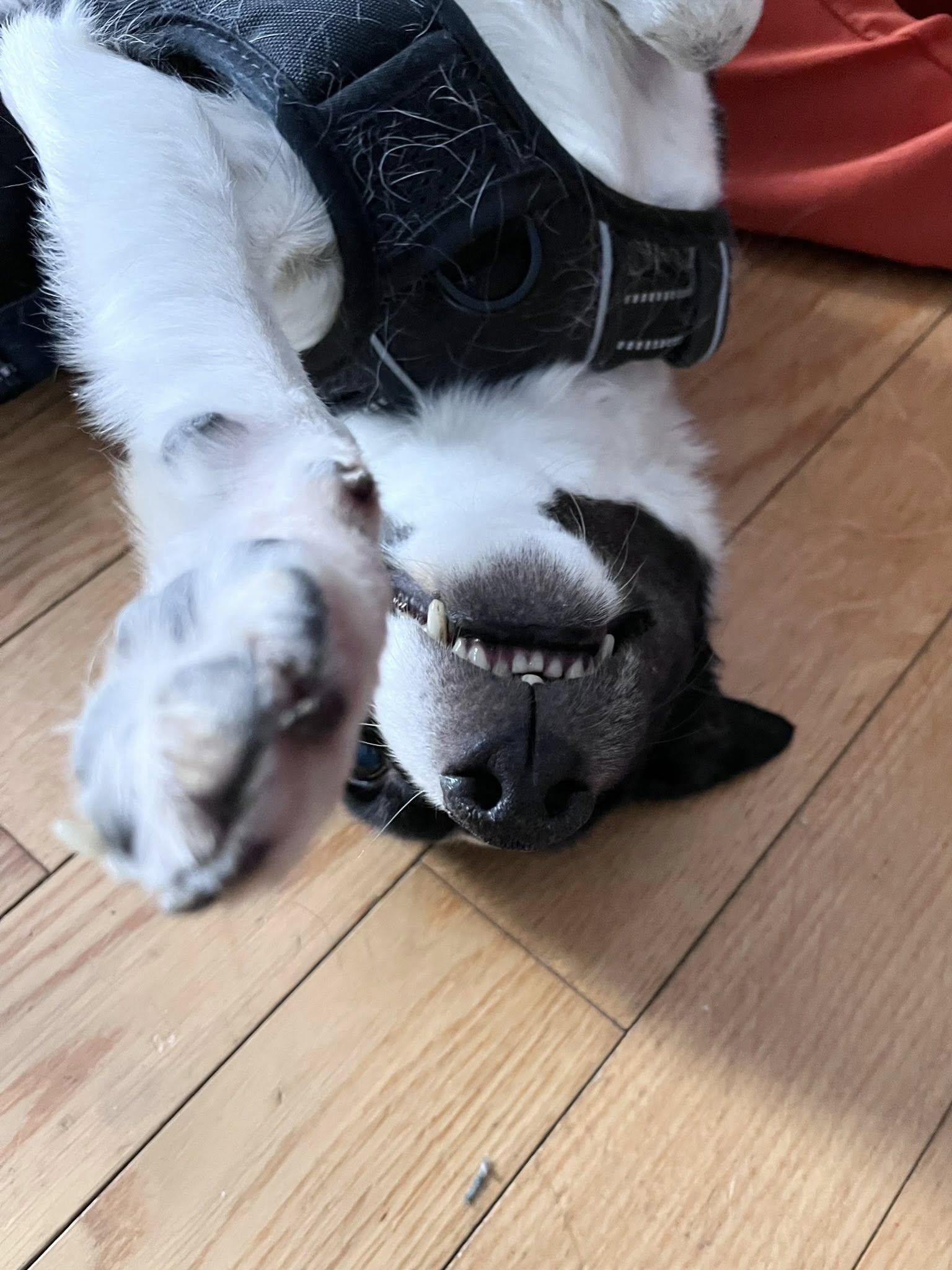 Enlarge Lucy, a ADOPTABLE mixed breed in Derby, NY image 3/6