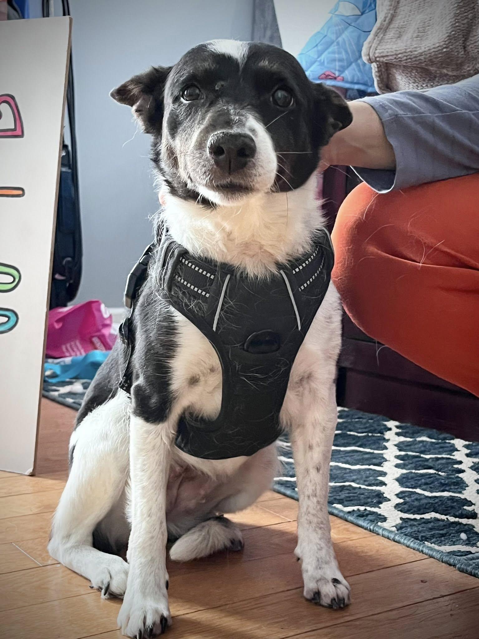 Enlarge Lucy, a ADOPTABLE mixed breed in Derby, NY image 1/6