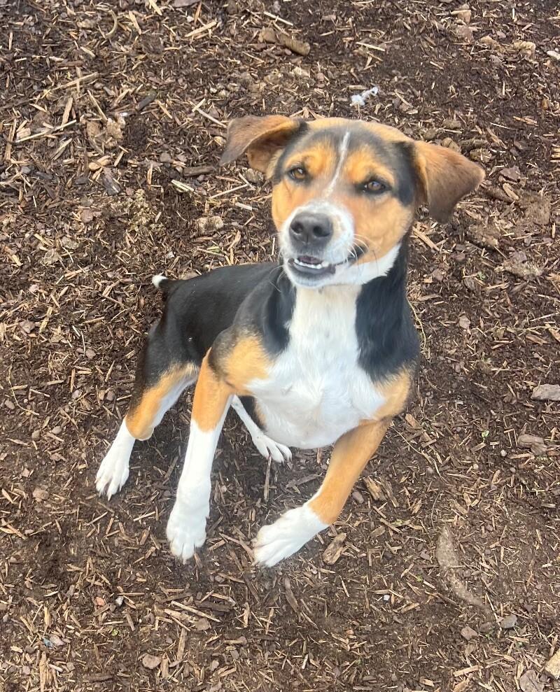 Belle, Adoptable, Adult Female Beagle & Mixed Breed.