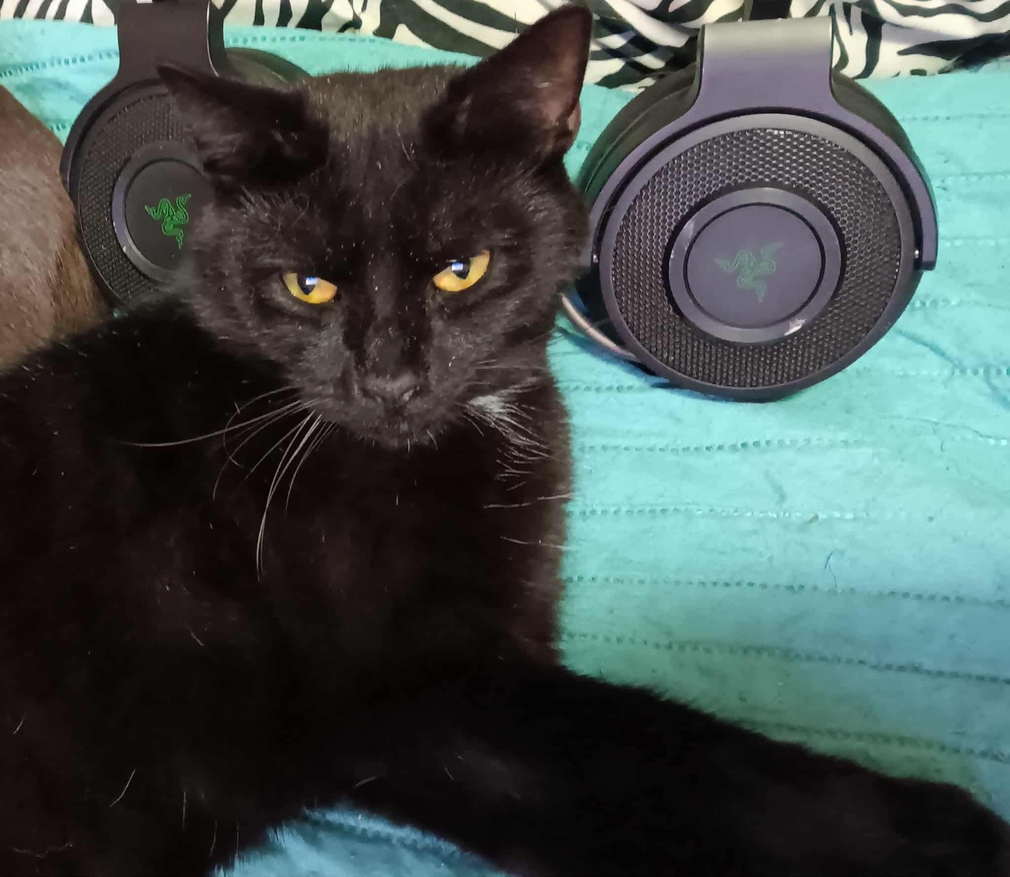 Beckett, adopted, Adult Male Domestic Short Hair.