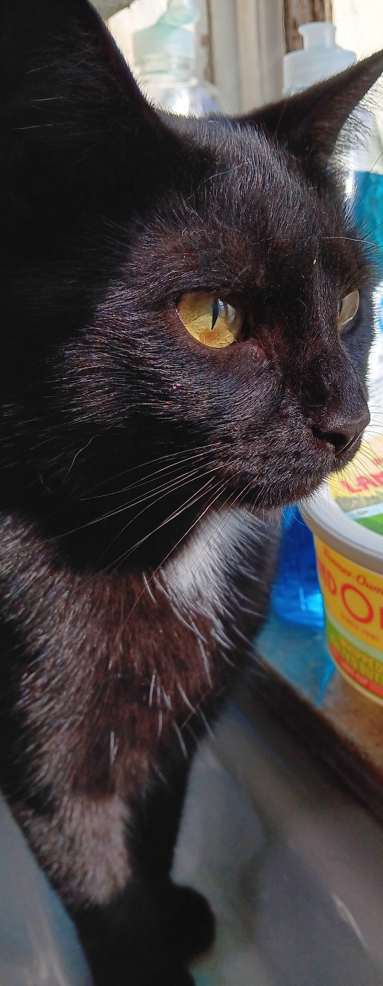 Enlarge Beckett, an adopted Domestic Short Hair in Garden City, MI image 2/3