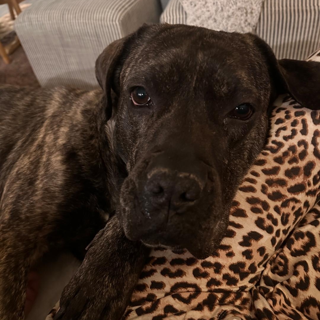 Malibu - FOSTER OR ADOPTER NEEDED FOR HOMEBODY LOOKING FOR HER HOME!, Adoptable, Adult Female Mastiff & Presa Canario.