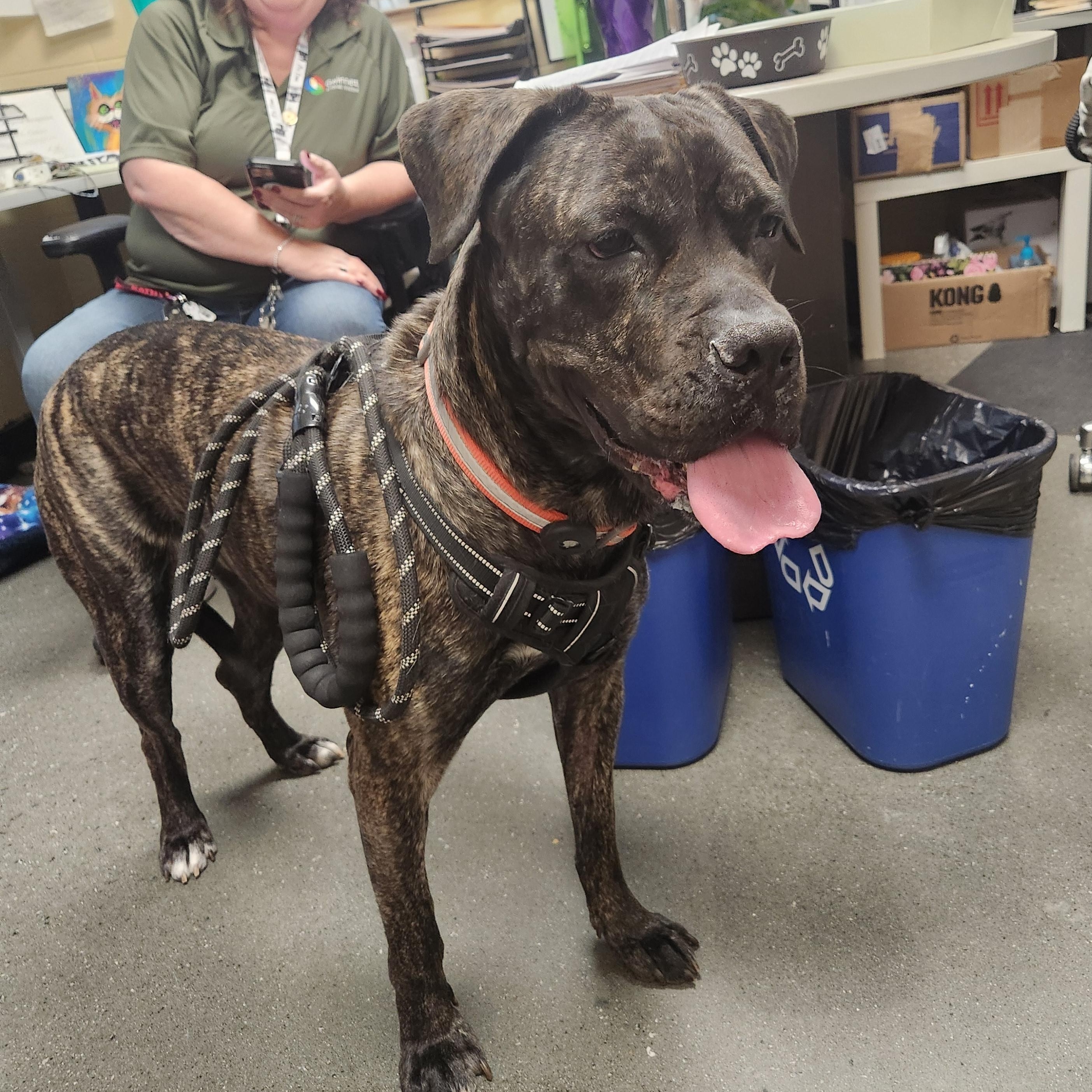 Enlarge Malibu - FOSTER OR ADOPTER NEEDED FOR BEAUTIFUL BIG GIRL!, a Adoptable mixed breed in Buford, GA image 6/6