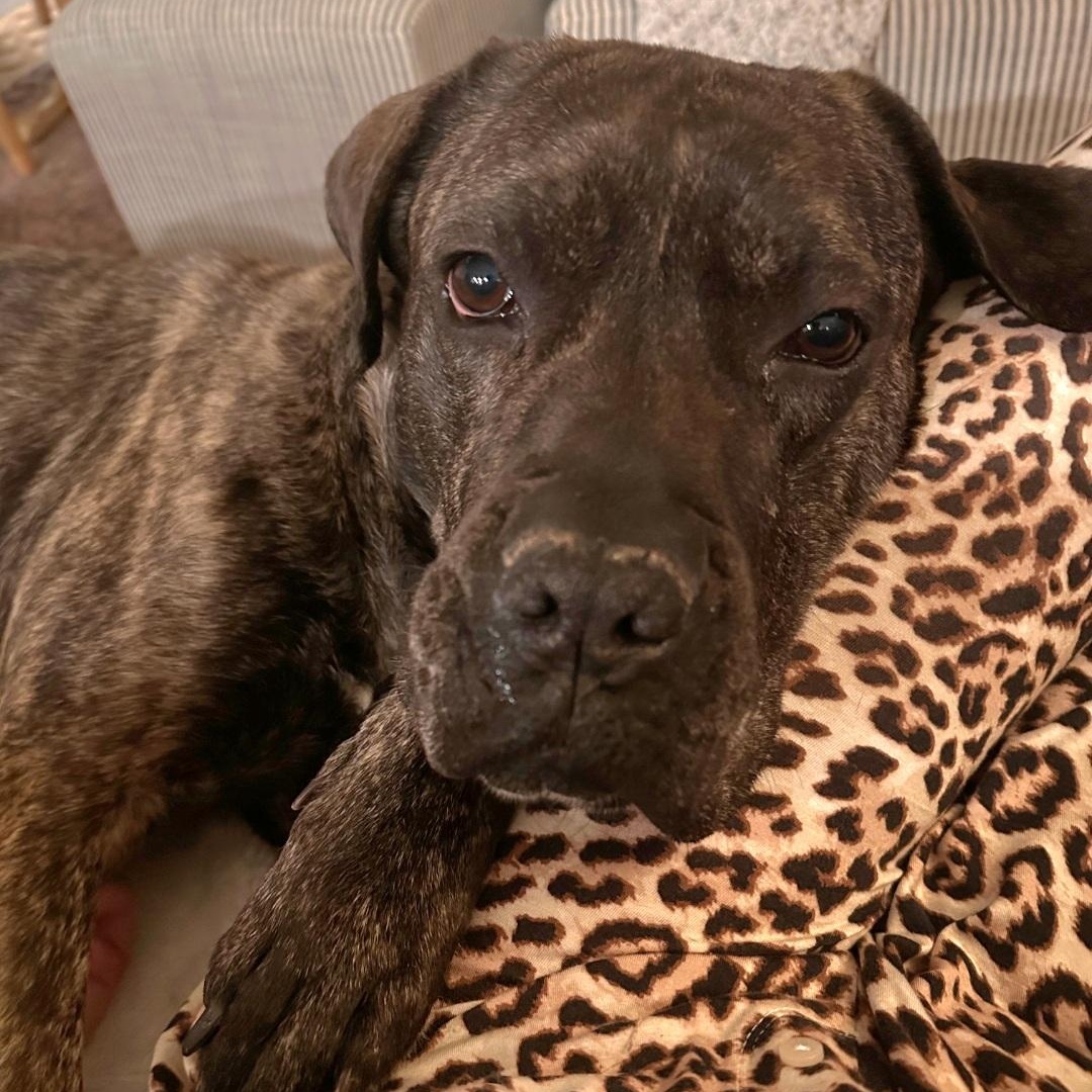 Enlarge Malibu - FOSTER OR ADOPTER NEEDED FOR HOMEBODY LOOKING FOR HER HOME!, a Adoptable mixed breed in Buford, GA image 1/6