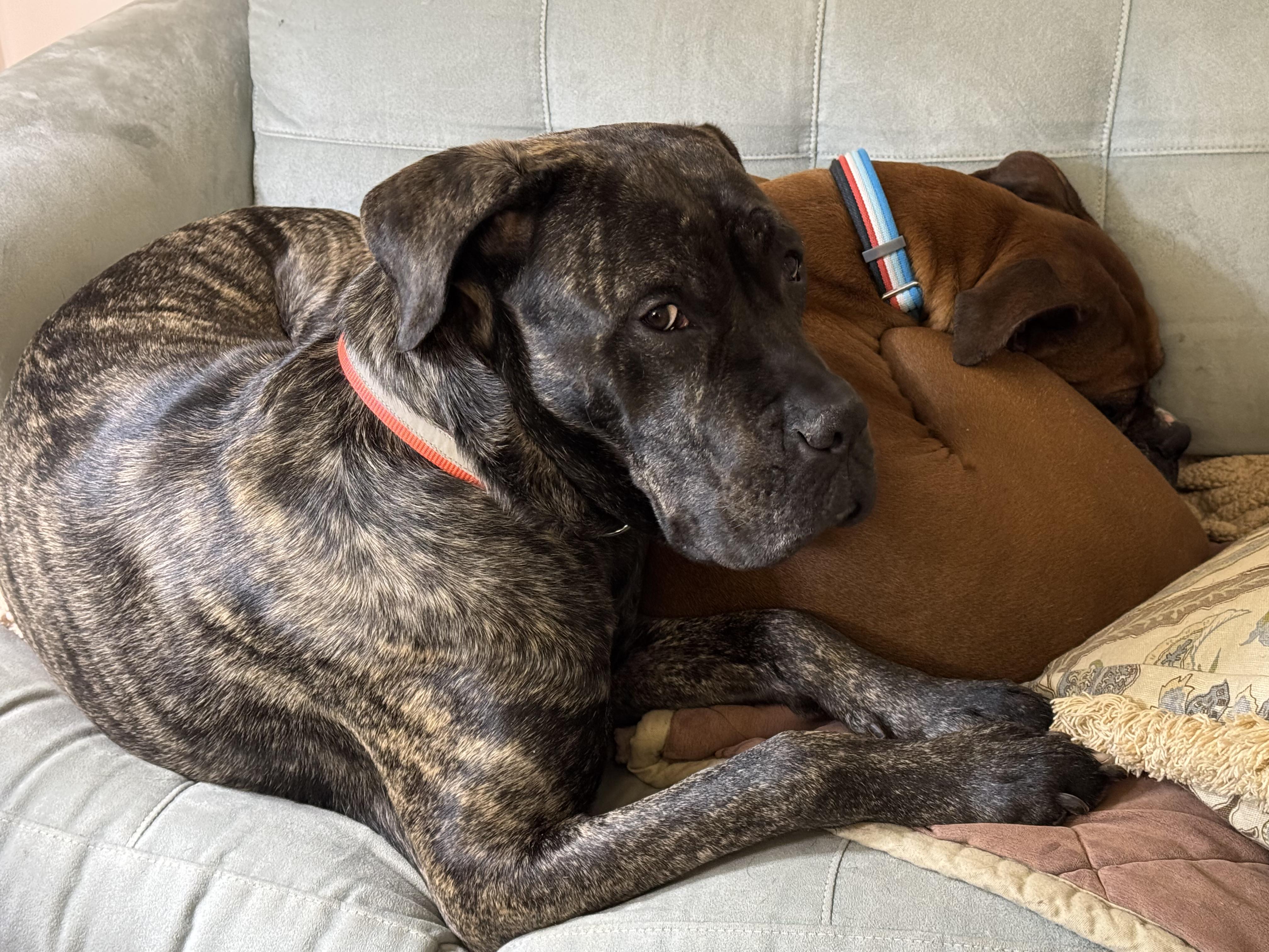 Malibu - SUPER SWEET Big Girl!!