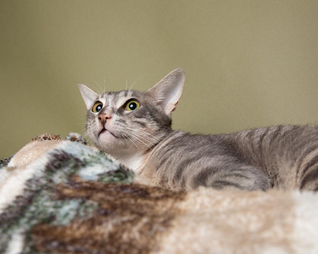 Cooke, a Adoptable mixed breed in Rockport, TX image 1/4