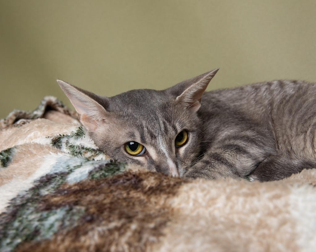 Cooke, a Adoptable mixed breed in Rockport, TX image 2/4