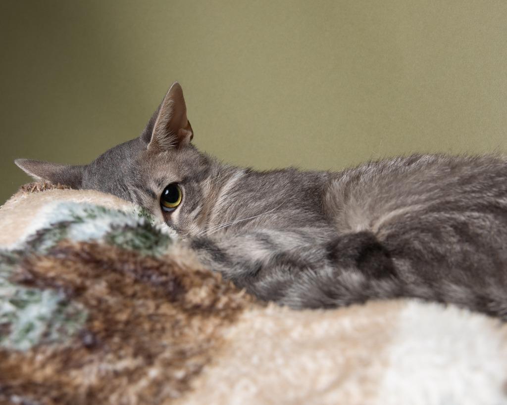 Cooke, a Adoptable mixed breed in Rockport, TX image 3/4