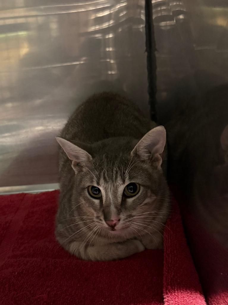 Cooke, Adoptable, Young Male Domestic Short Hair.