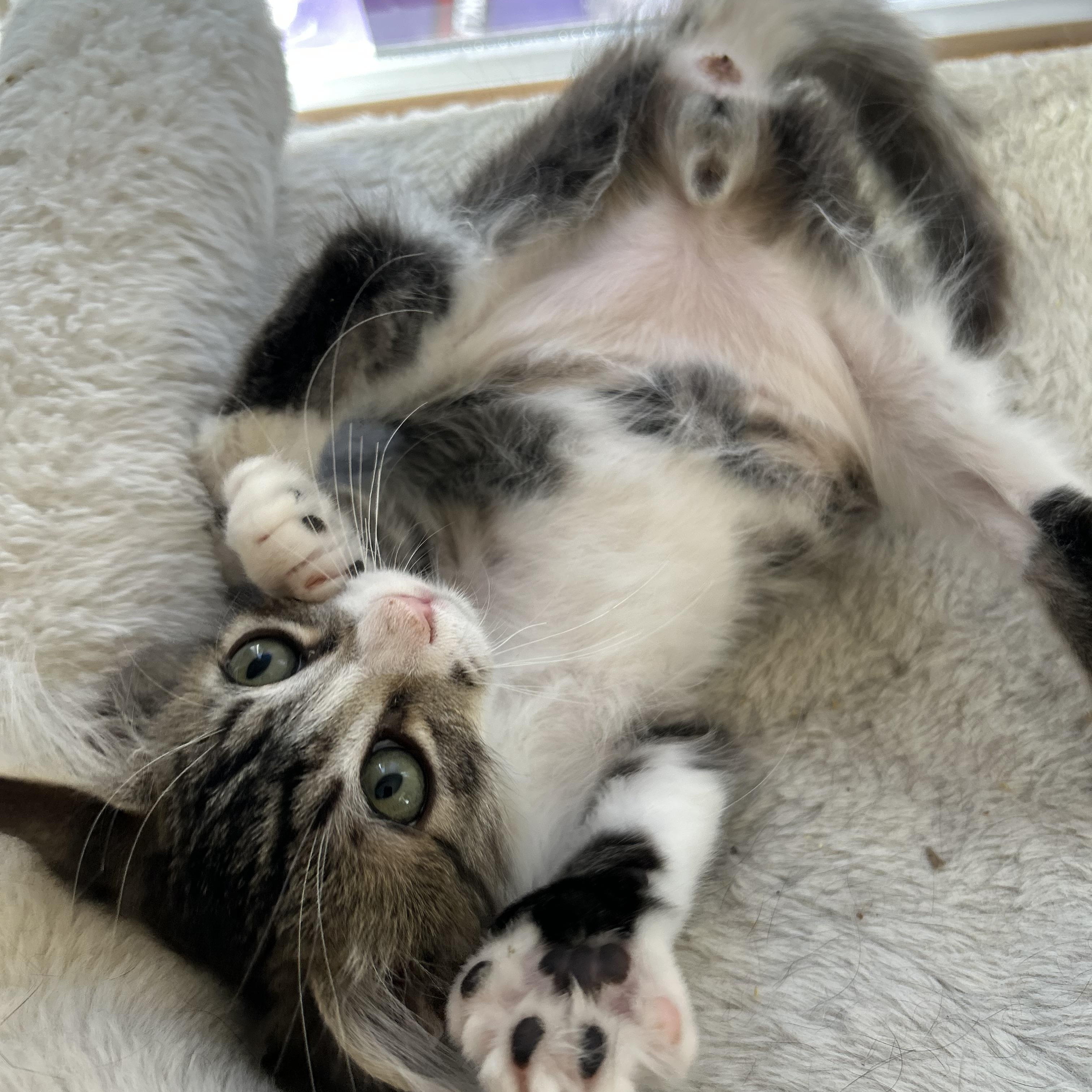 Beau, an adopted mixed breed in Sacramento, CA image 6/6