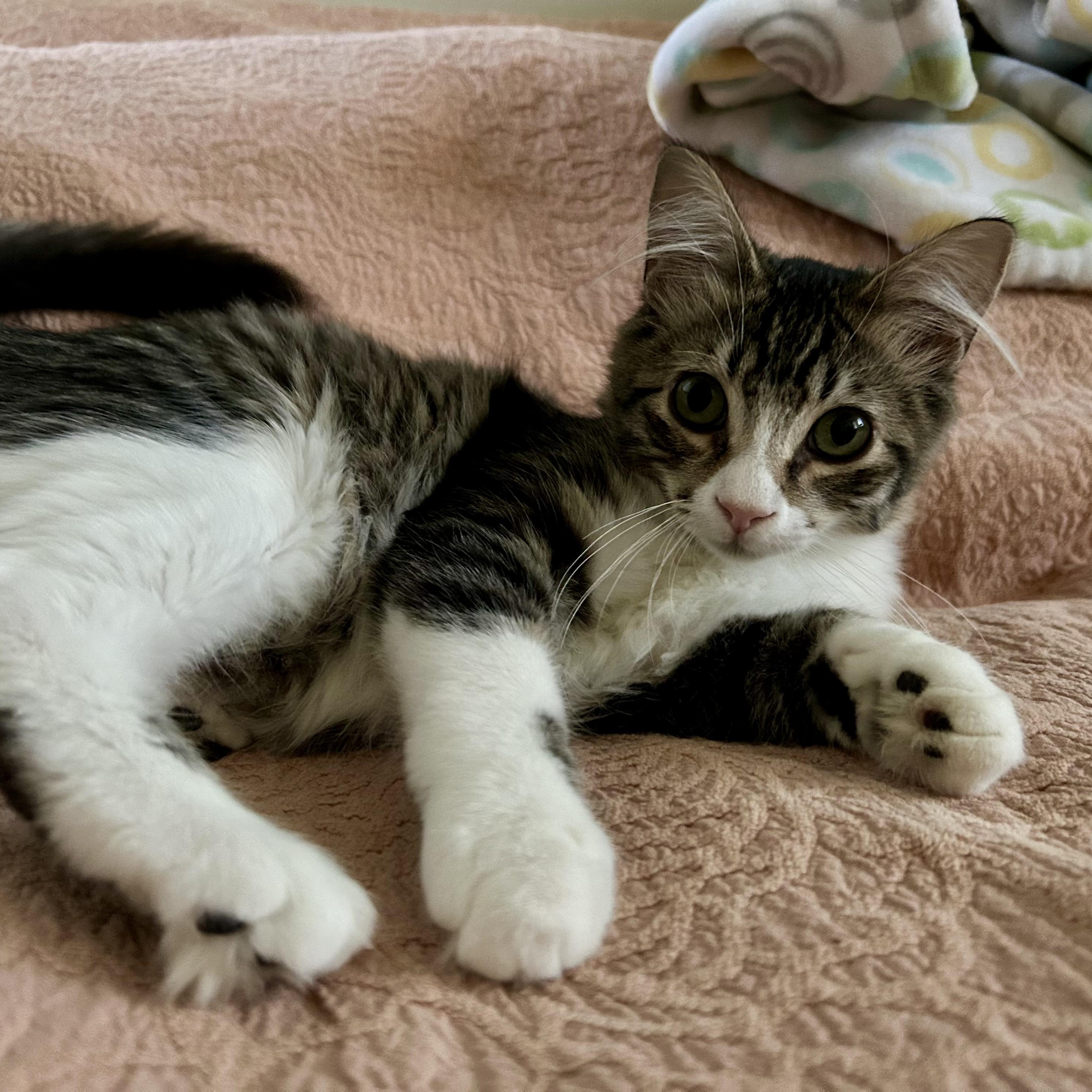 Beau, an adopted mixed breed in Sacramento, CA image 4/6