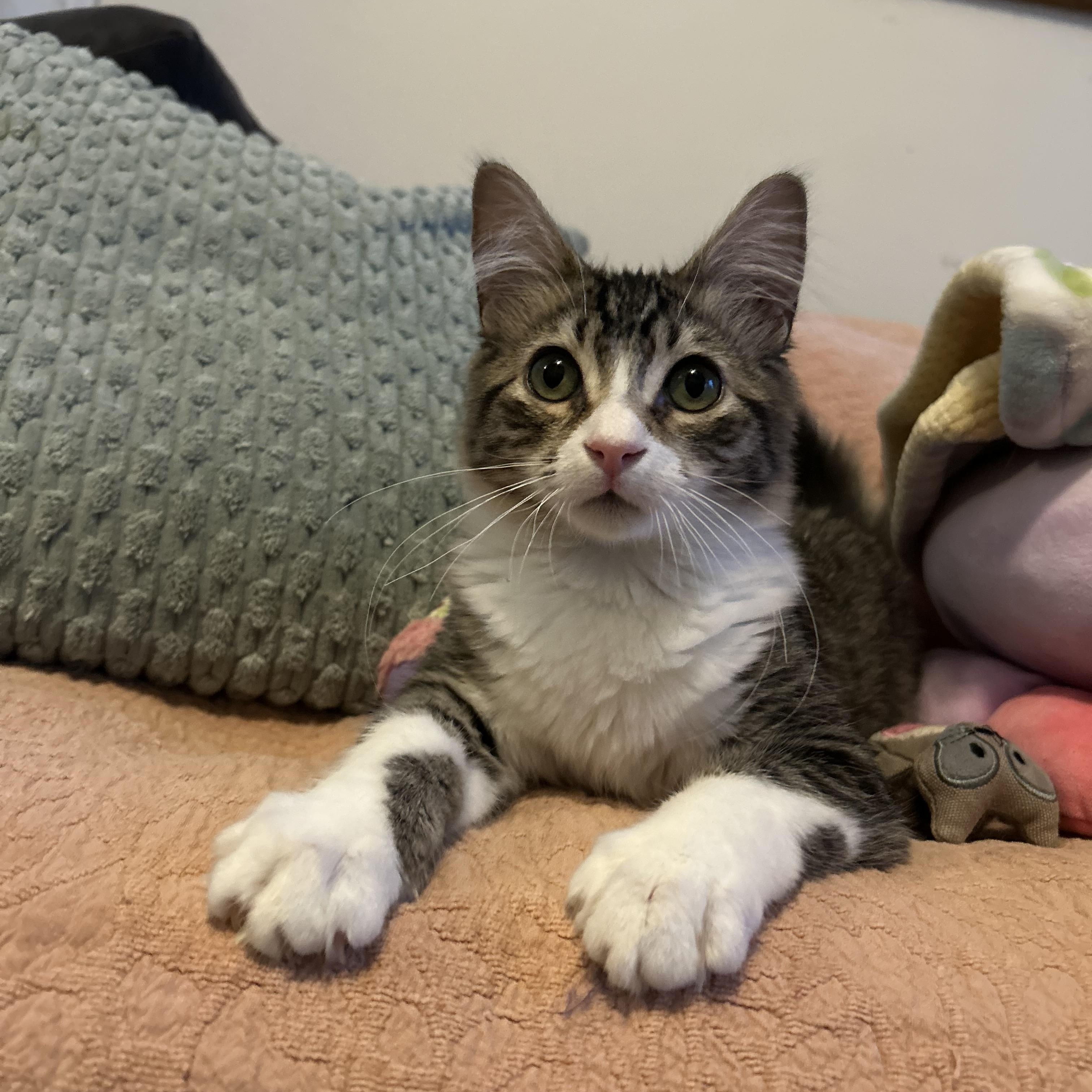 Beau, an adopted mixed breed in Sacramento, CA image 3/6