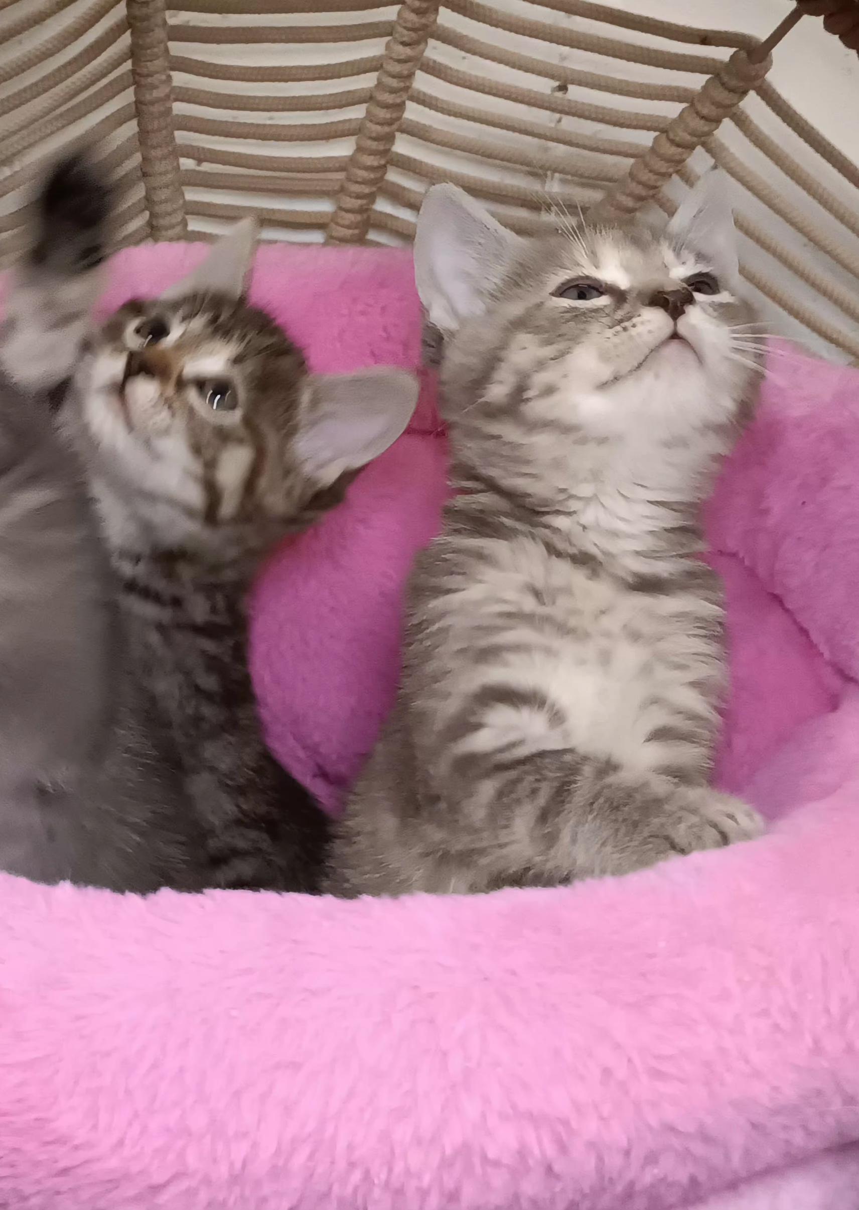 Enlarge Vega, a Adopted Domestic Short Hair in Bethpage, NY image 1/3